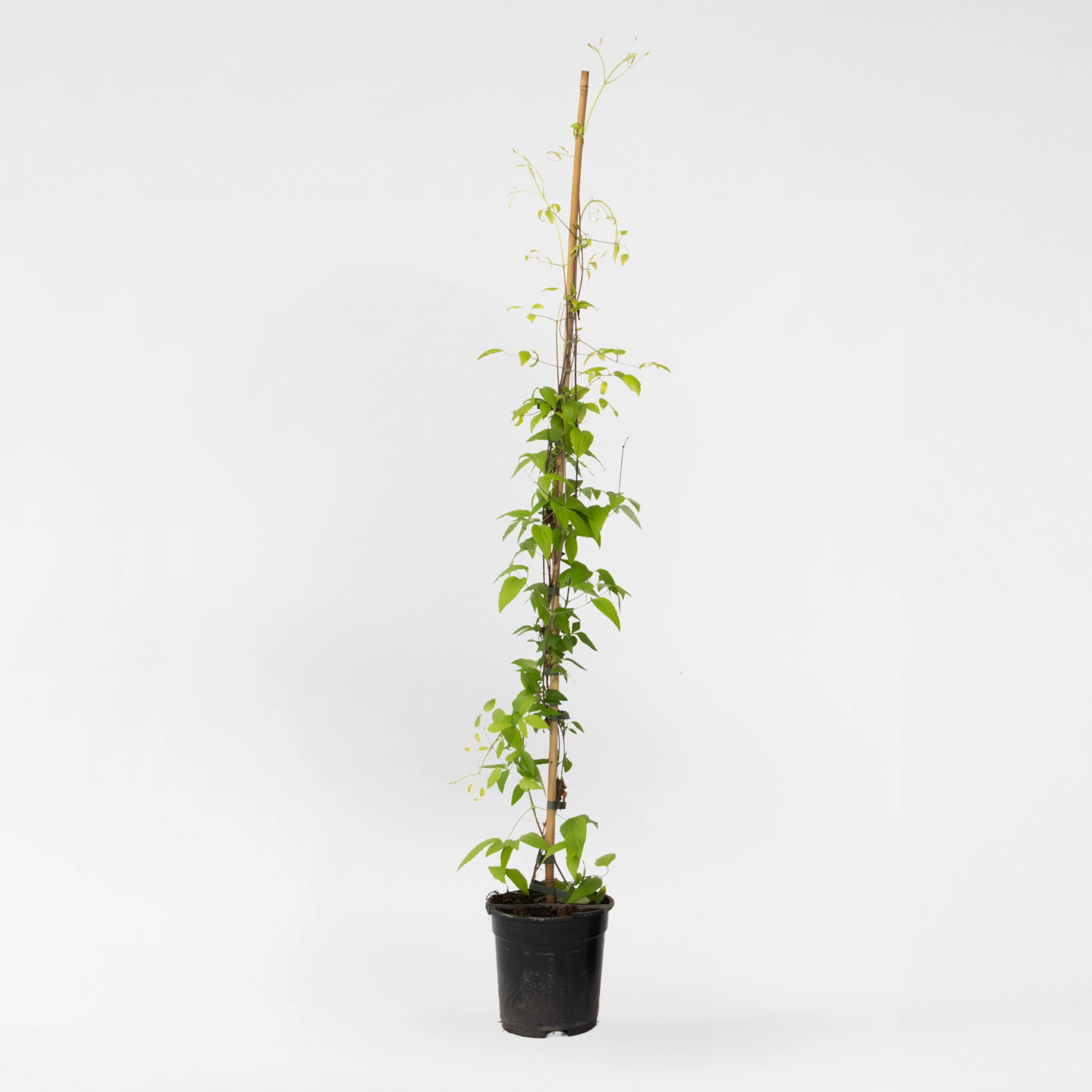 Plant in a Box - Waldrebe - Clematis 'Hagley Hybrid' - H&ouml;he 100-120cm - Topf 17cm - Bild 1