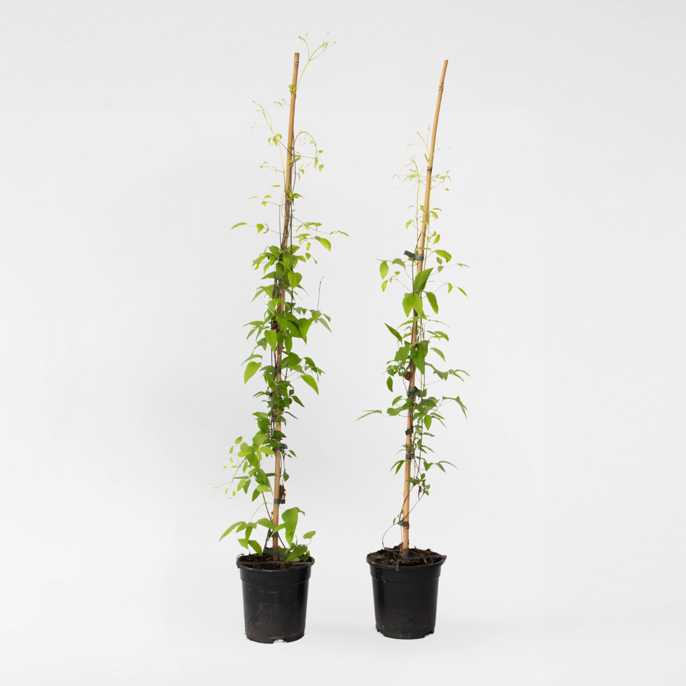 Plant in a Box - Waldrebe - 2 St&uuml;ck - Clematis 'The President' - H&ouml;he 100-120cm - Topf 17cm - Bild 1
