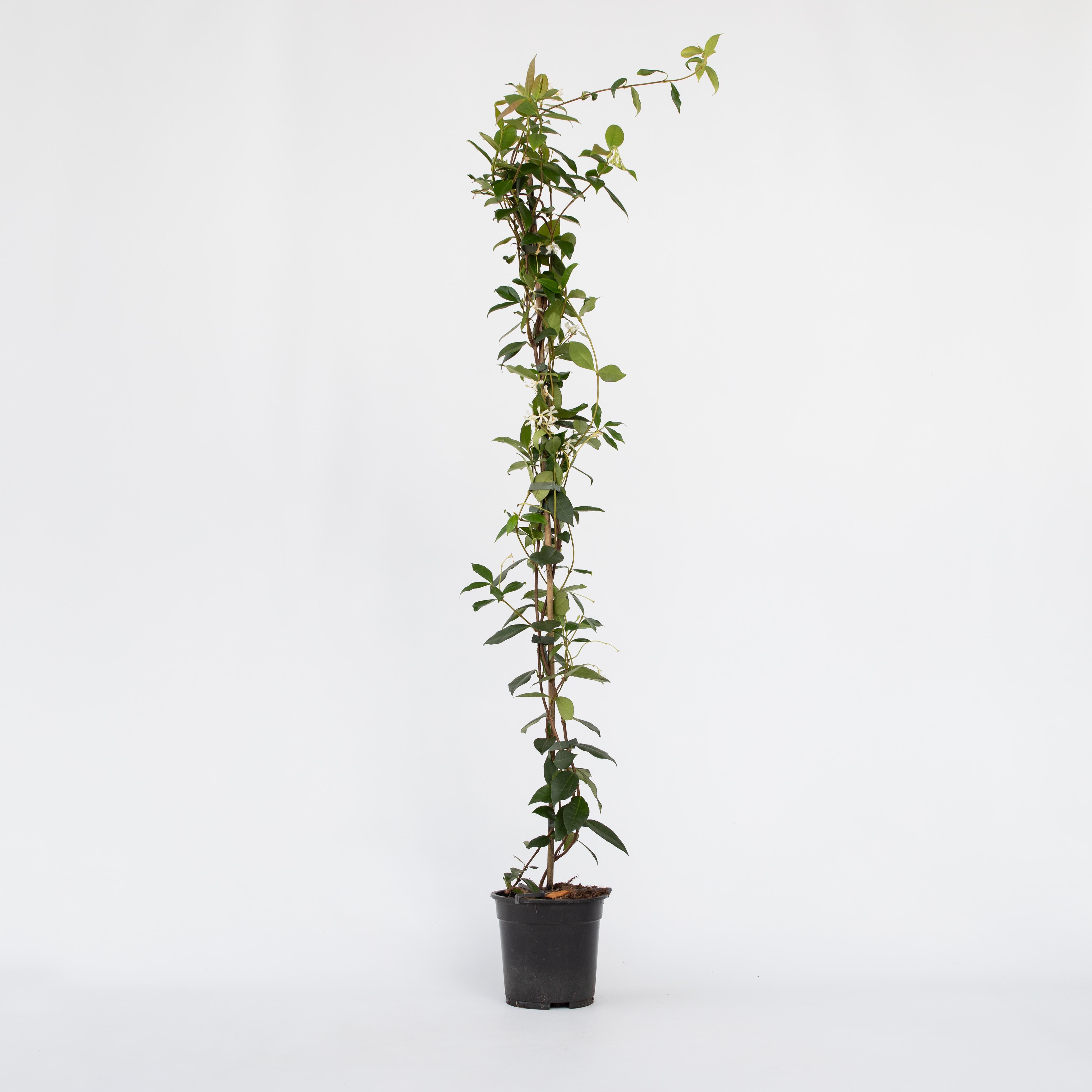 Plant in a Box - Jasmin - Trachelospermum jasminoides - H&ouml;he 110-120cm - Topf 17cm - Bild 1