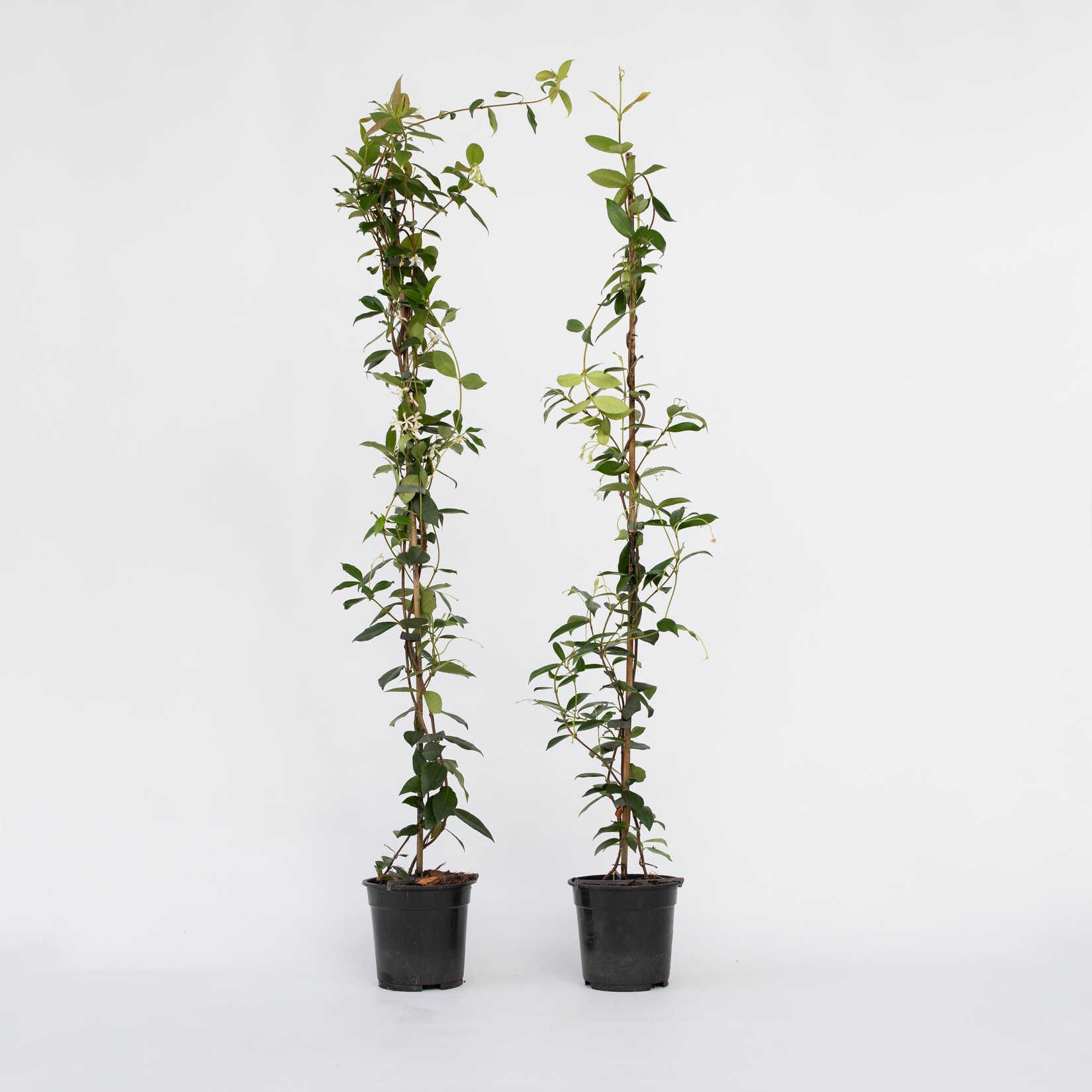 Plant in a Box – Sternjasmin – 2 Stk – Trachelospermum jasminoides – Höhe 110-120cm – Topf 17cm | 07428470401326