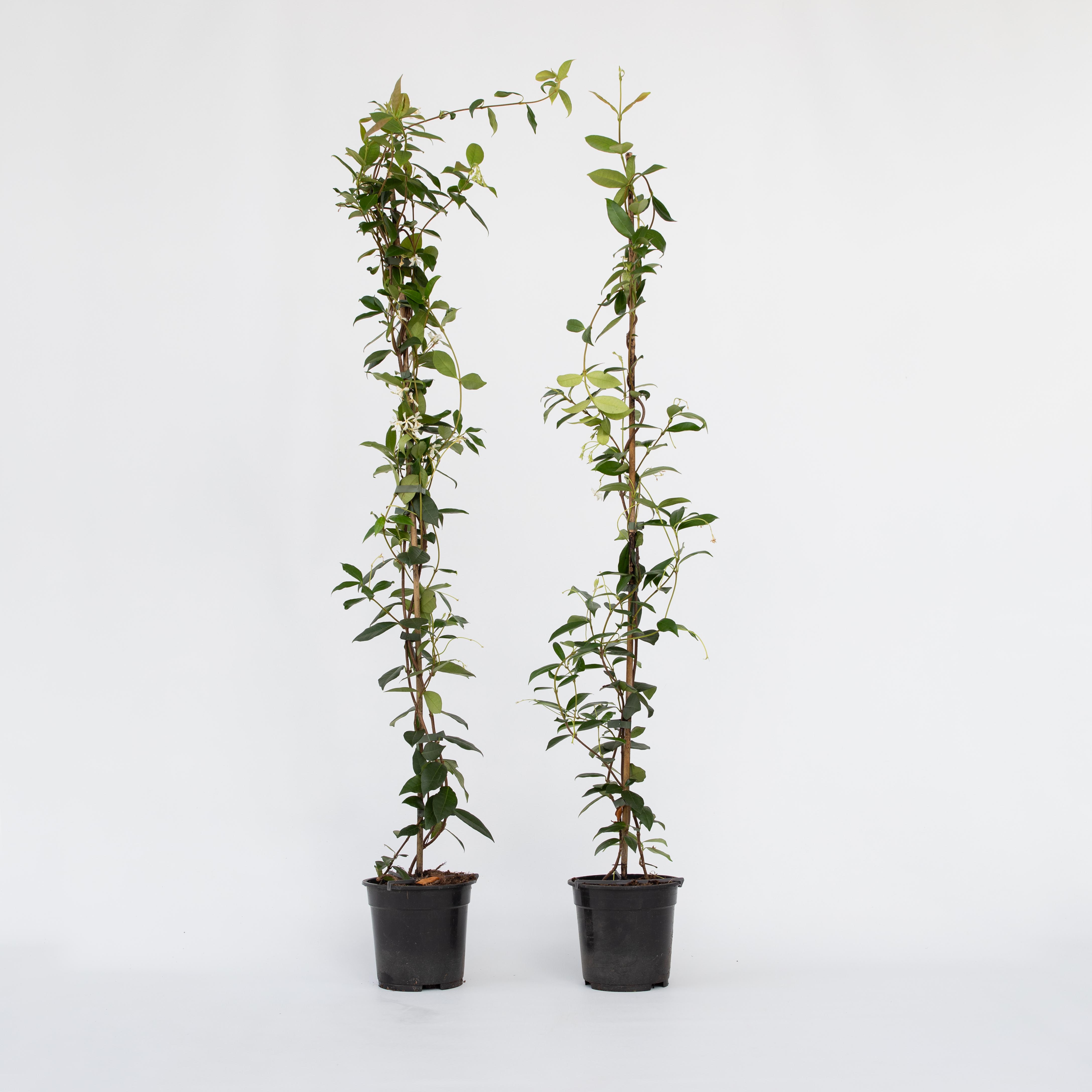Plant in a Box - Sternjasmin - 8 Stk - Trachelospermum jasminoides - H&ouml;he 110-120cm - Topf 17cm - Bild 1