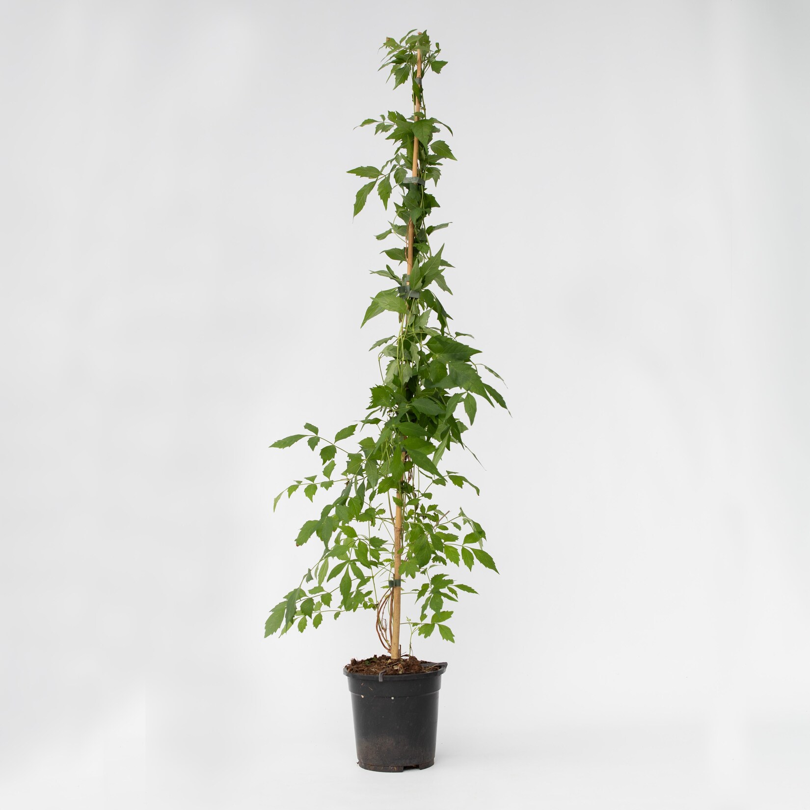 Plant in a Box – Trompetenkletterer – Campis radicans ‚Flava‘ – Höhe 110-120cm – Topf 17cm | 06097251291220