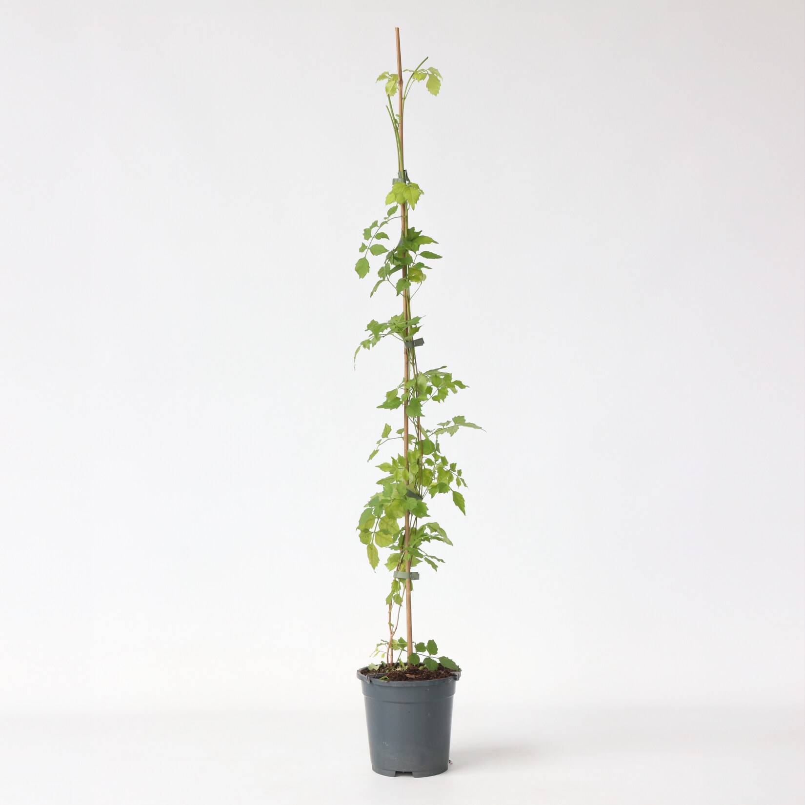 Plant in a Box – Trompetenkletterer – Campsis radicans – Höhe 110-120cm – Topf 17cm | 06097243392331