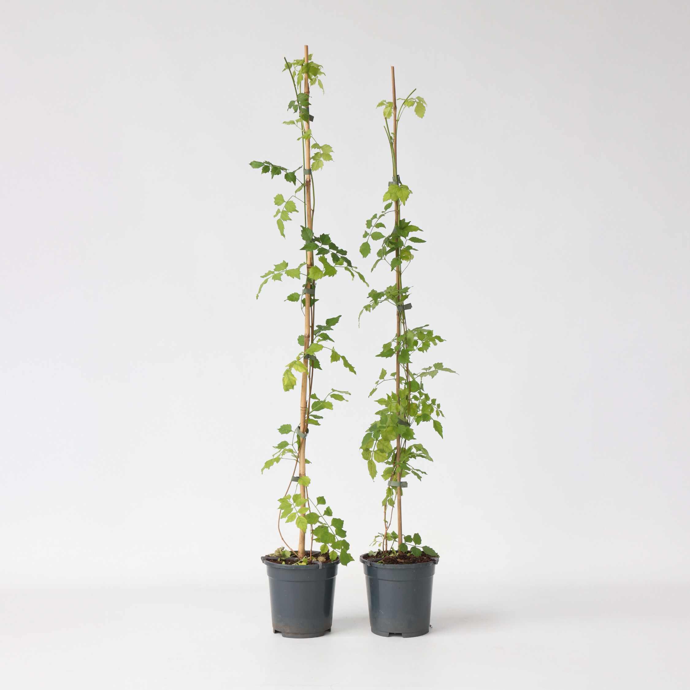 Plant in a Box - Trompetenkletterer - 2 Stk - Campsis radicans - H&ouml;he 110-120cm - Topf 17cm - Bild 1