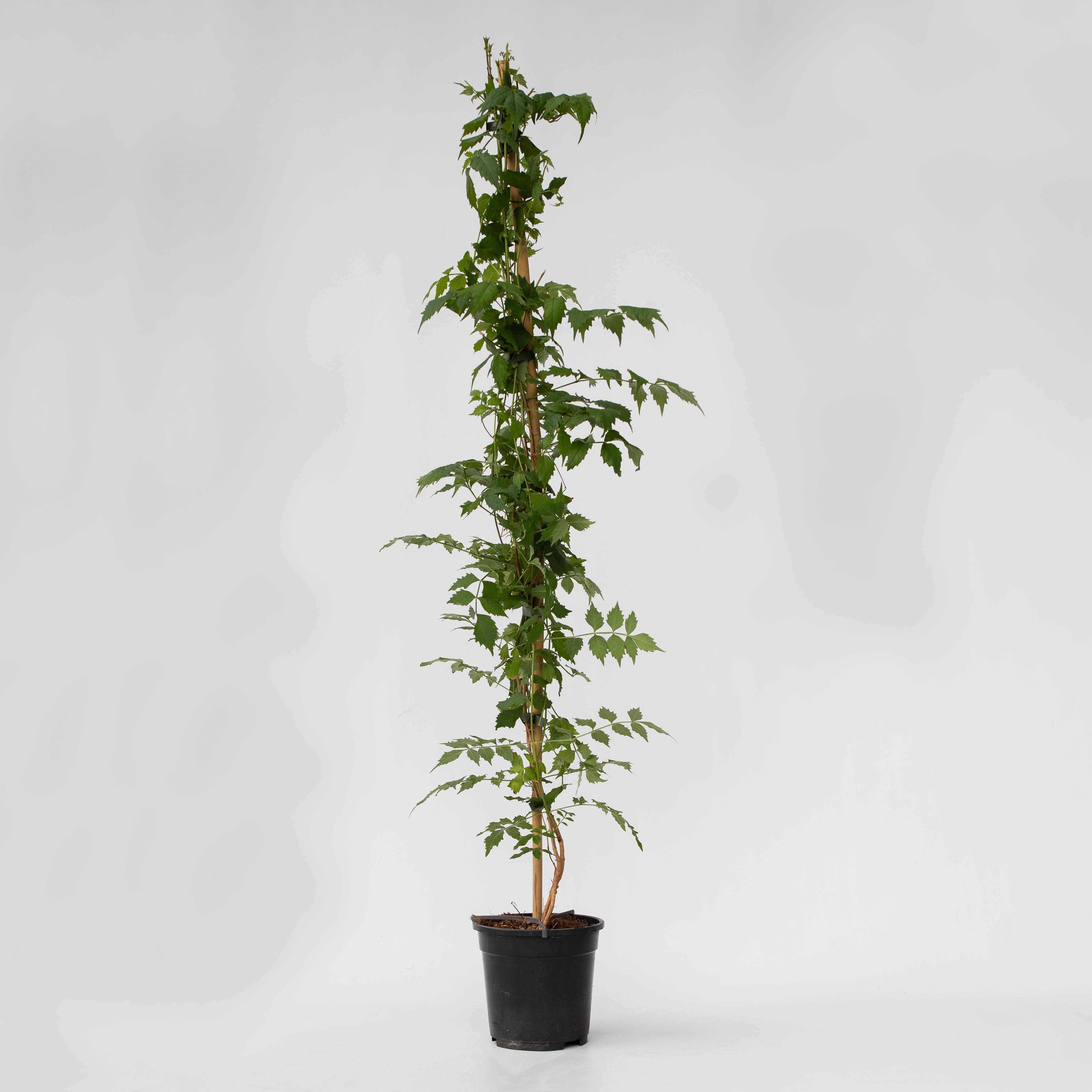 Plant in a Box - Trompetenkletterer - Campsis taglibuana 'Mme Galen' - H&ouml;he 110-120cm - Topf 17cm - Bild 1