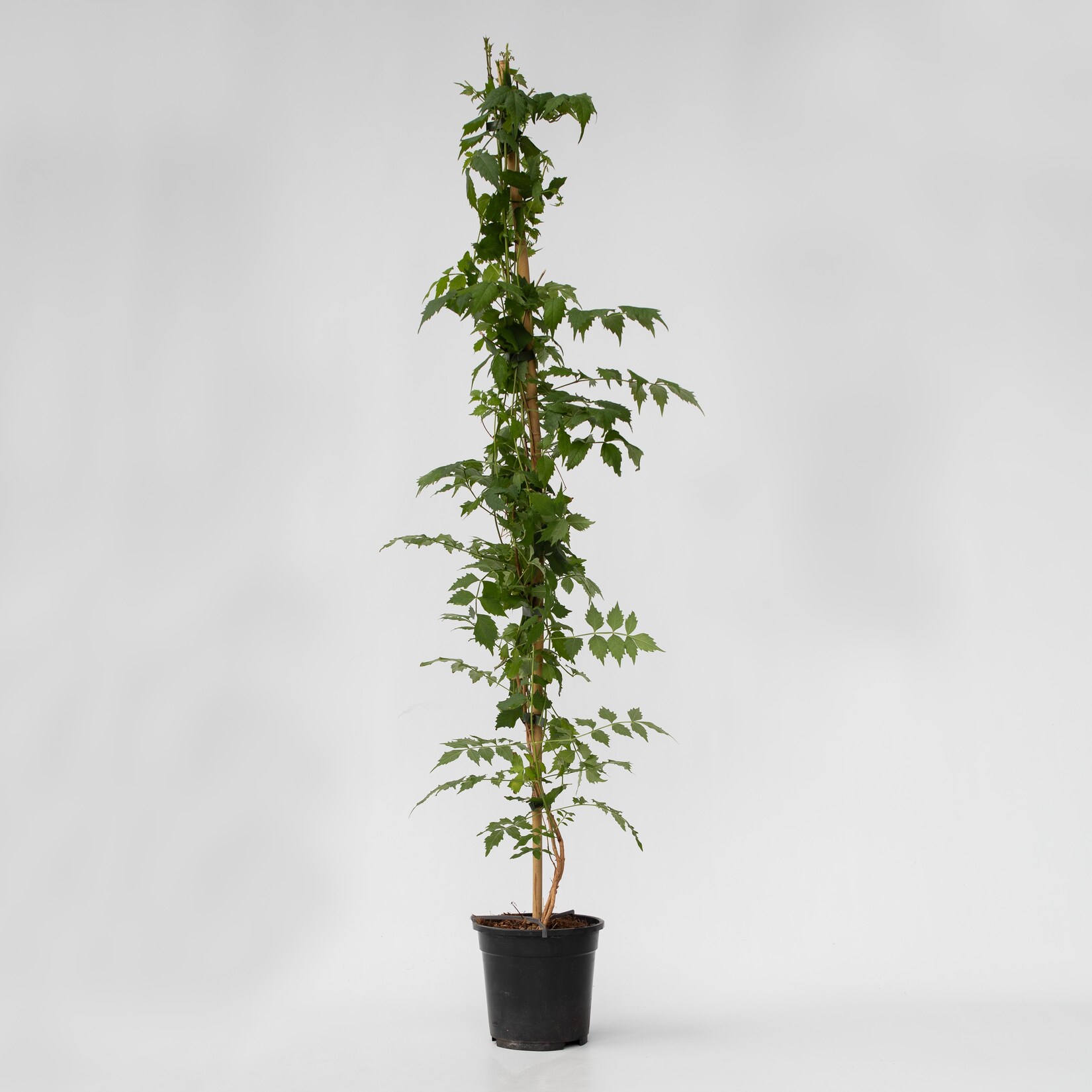 Plant in a Box – Trompetenkletterer – Campsis taglibuana ‚Mme Galen‘ – Höhe 110-120cm – Topf 17cm | 06097224611628