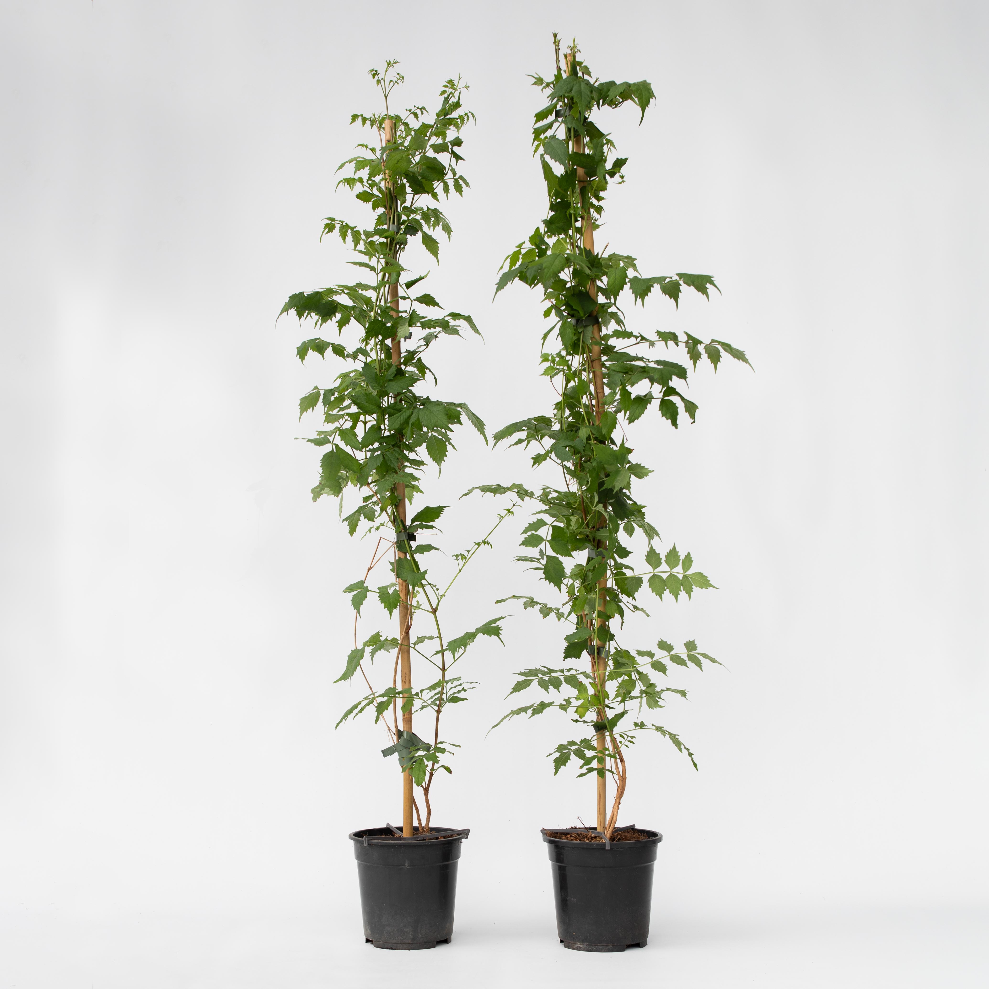 Plant in a Box - Trompetenkletterer - 2 Stk - Campsis 'Mme Galen' - H&ouml;he 110-120cm - Topf 17cm - Bild 1
