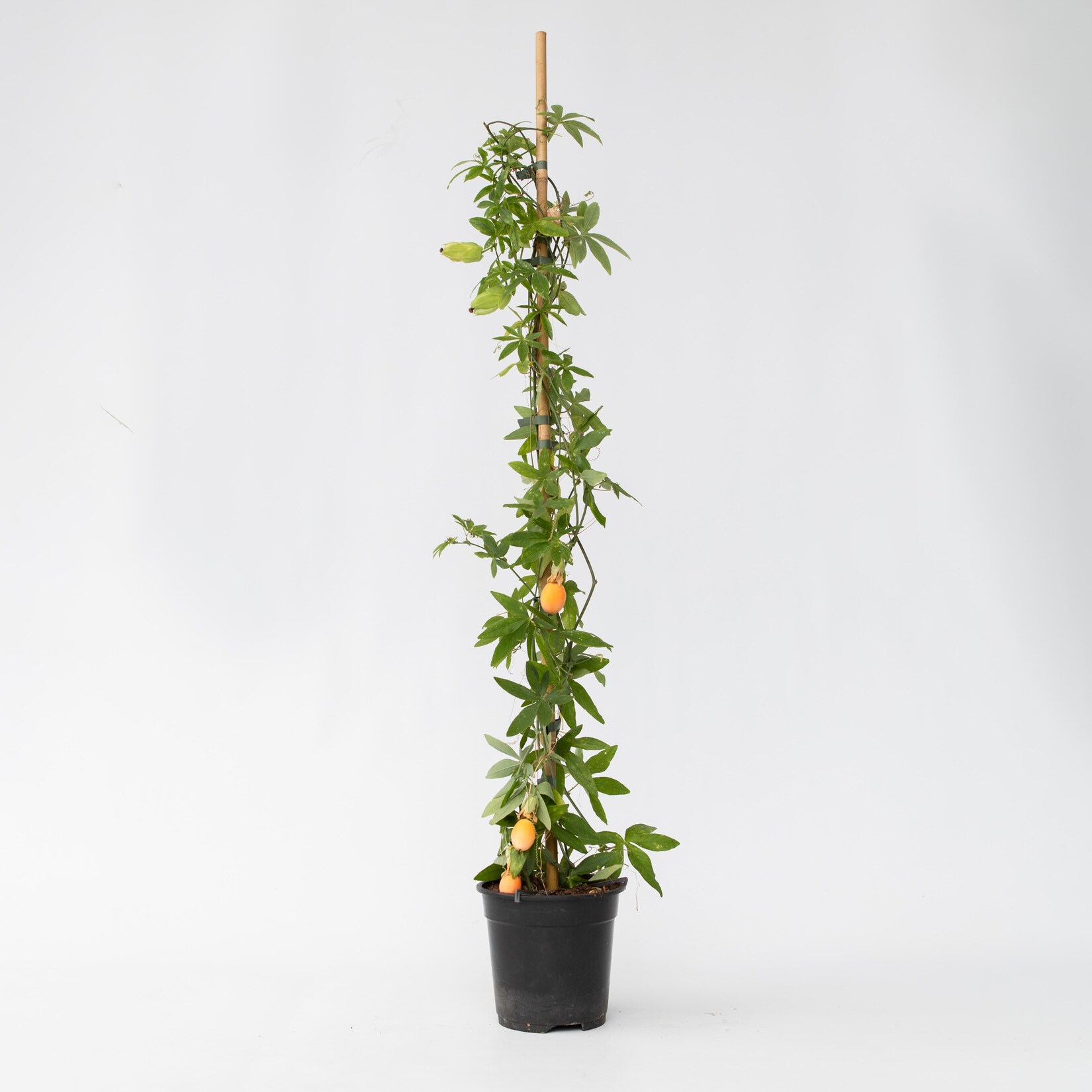 Plant in a Box – Passionsblume – Passiflora caerulea – Höhe 110-120cm – Topf 17cm | 06097237826842