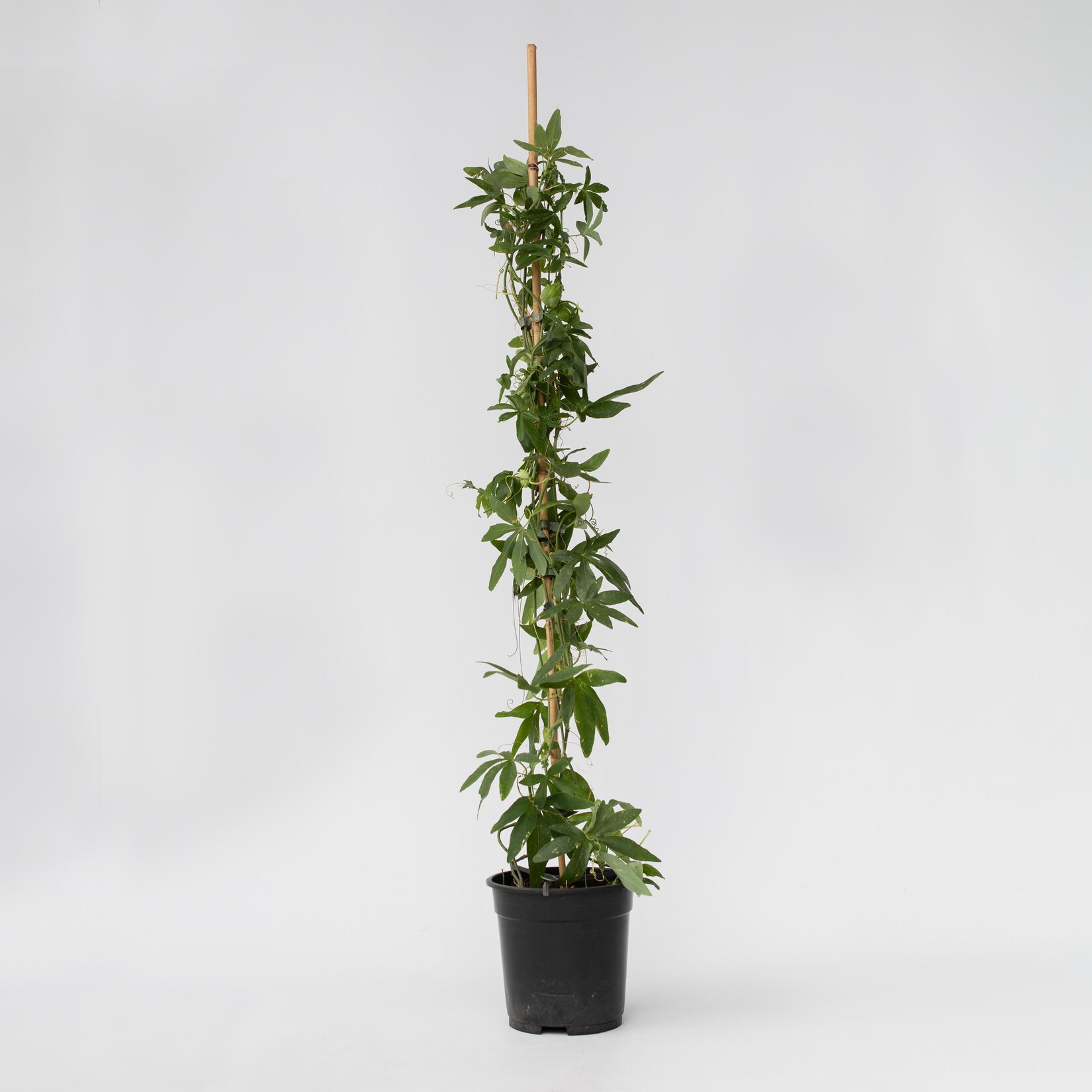 Plant in a Box – Passionsblume – Passiflora caerulea ‚Constance Elliott‘ – Höhe 110-120cm – Topf 17cm | 06097234632606