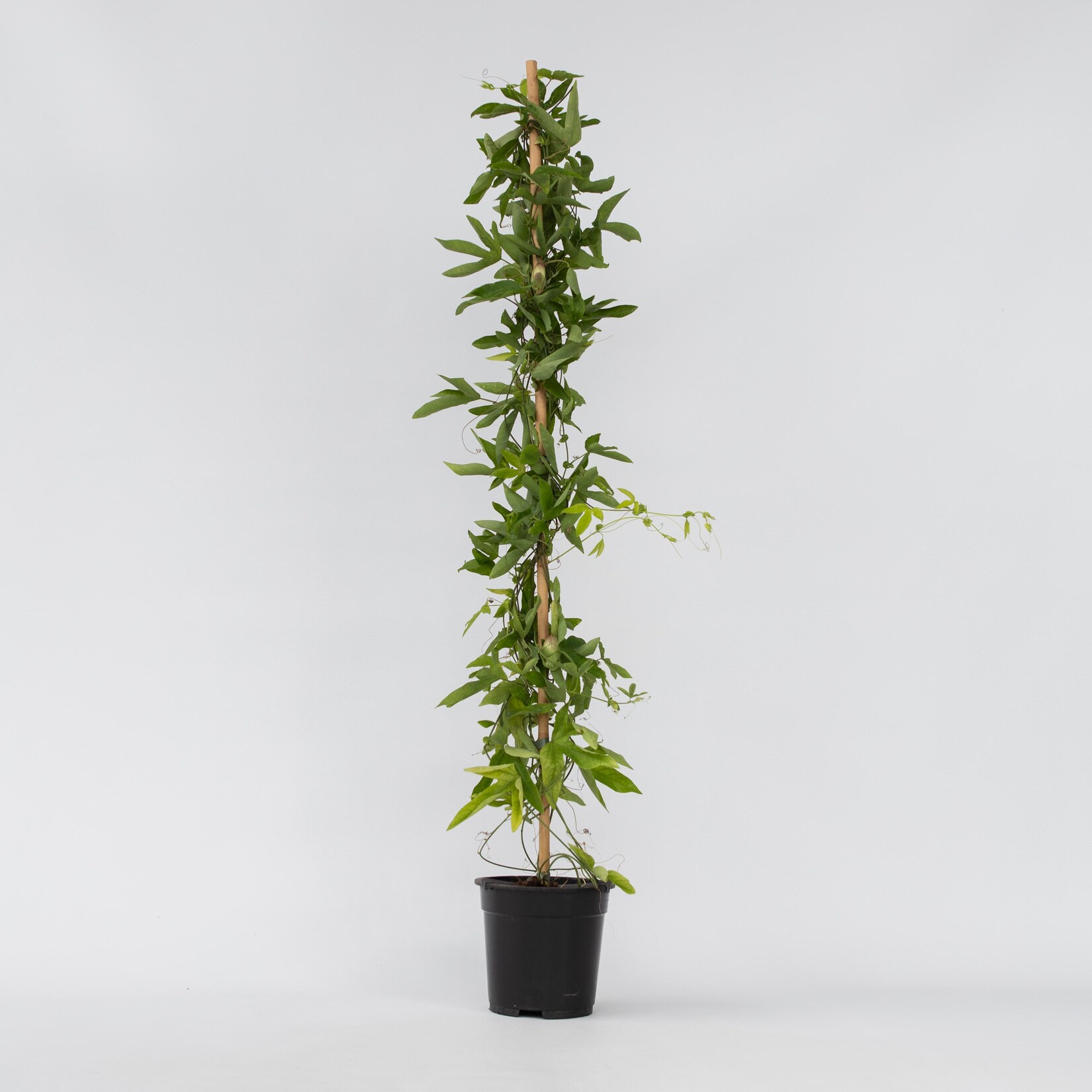 Plant in a Box – Passionsblume – Passiflora x violacea ‚Victoria‘ – Höhe 110-120cm – Topf 17cm | 06097222372323