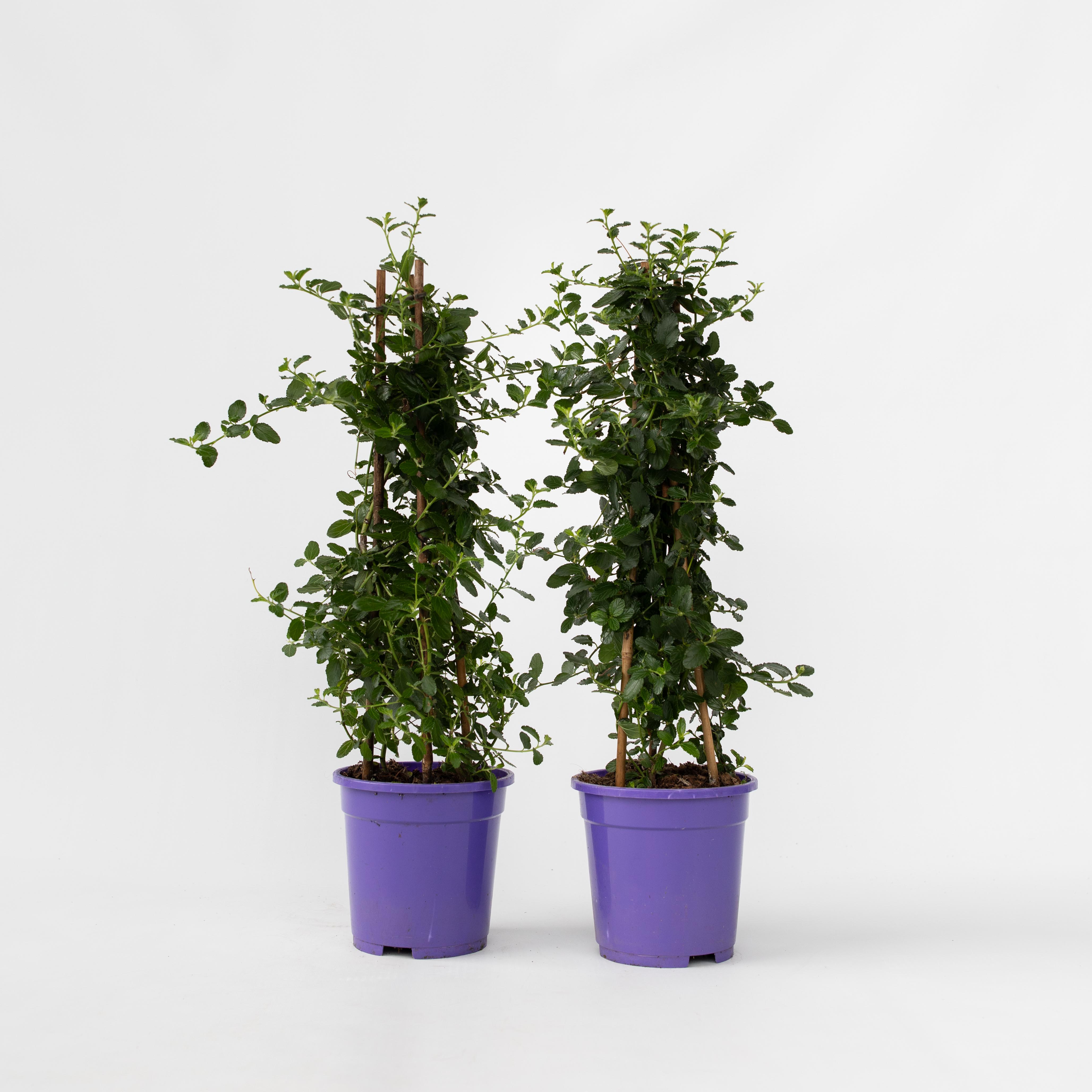 Plant in a Box - S&auml;ckelblume - 2 Stk - Ceanothus thyrsiflorus Repens - H&ouml;he 60-70cm - Topf 17cm - Bild 1