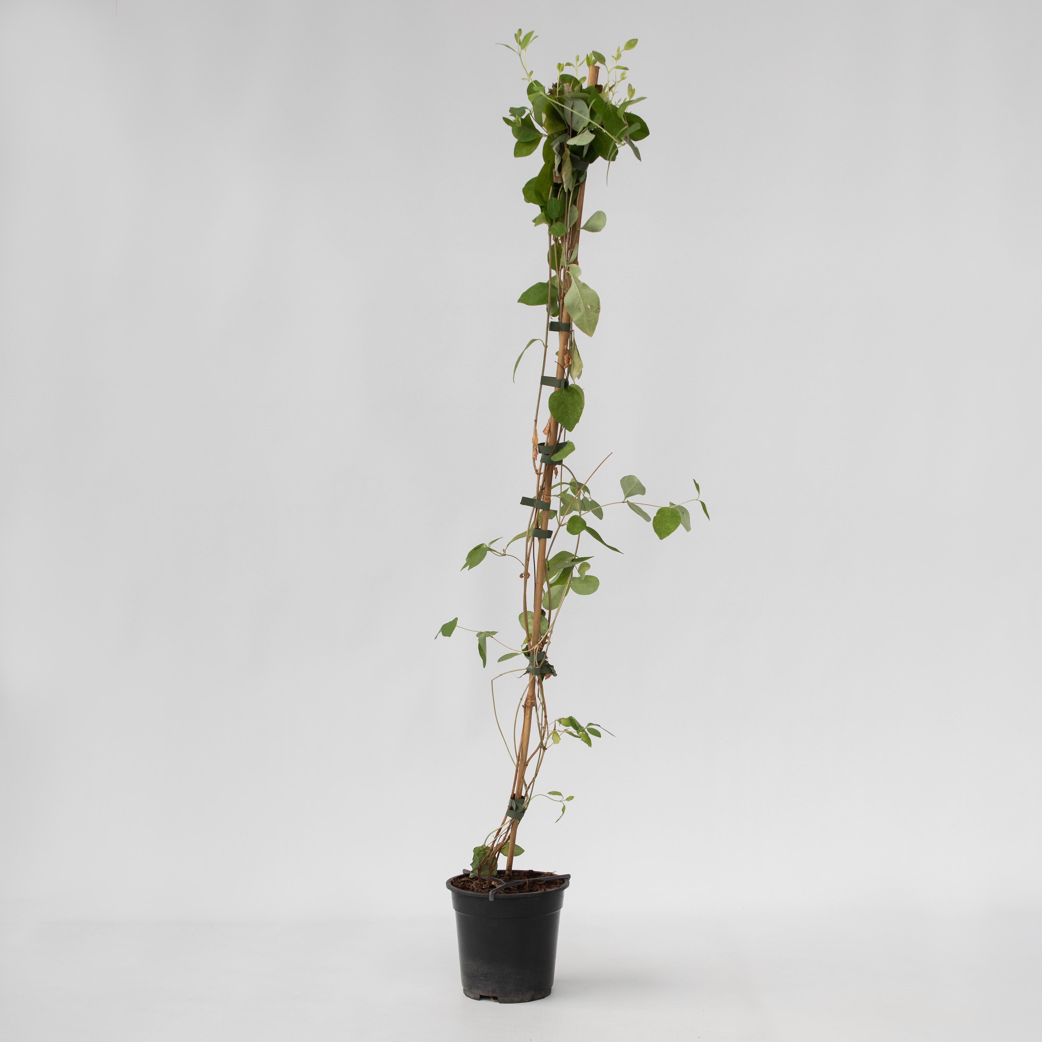 Plant in a Box - Gei&szlig;blatt - Lonicera x Heckrotti 'American Beauty' - H&ouml;he 110-120cm - Topf 17cm - Bild 1