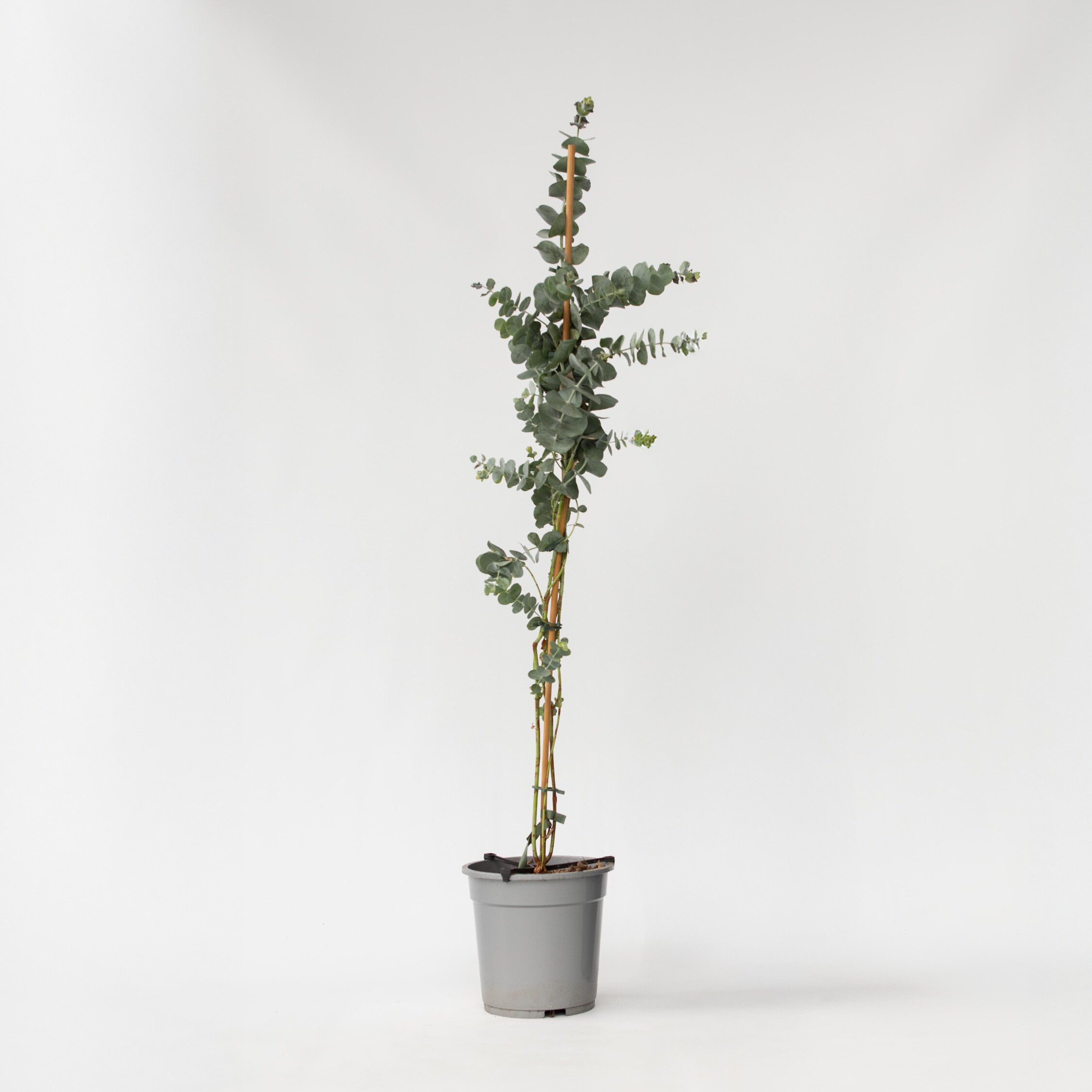 Plant in a Box - Eukalyptus - Eucalyptus cinerea 'Silver Dollar' - H&ouml;he 90-110cm - Topf 19cm - Bild 1