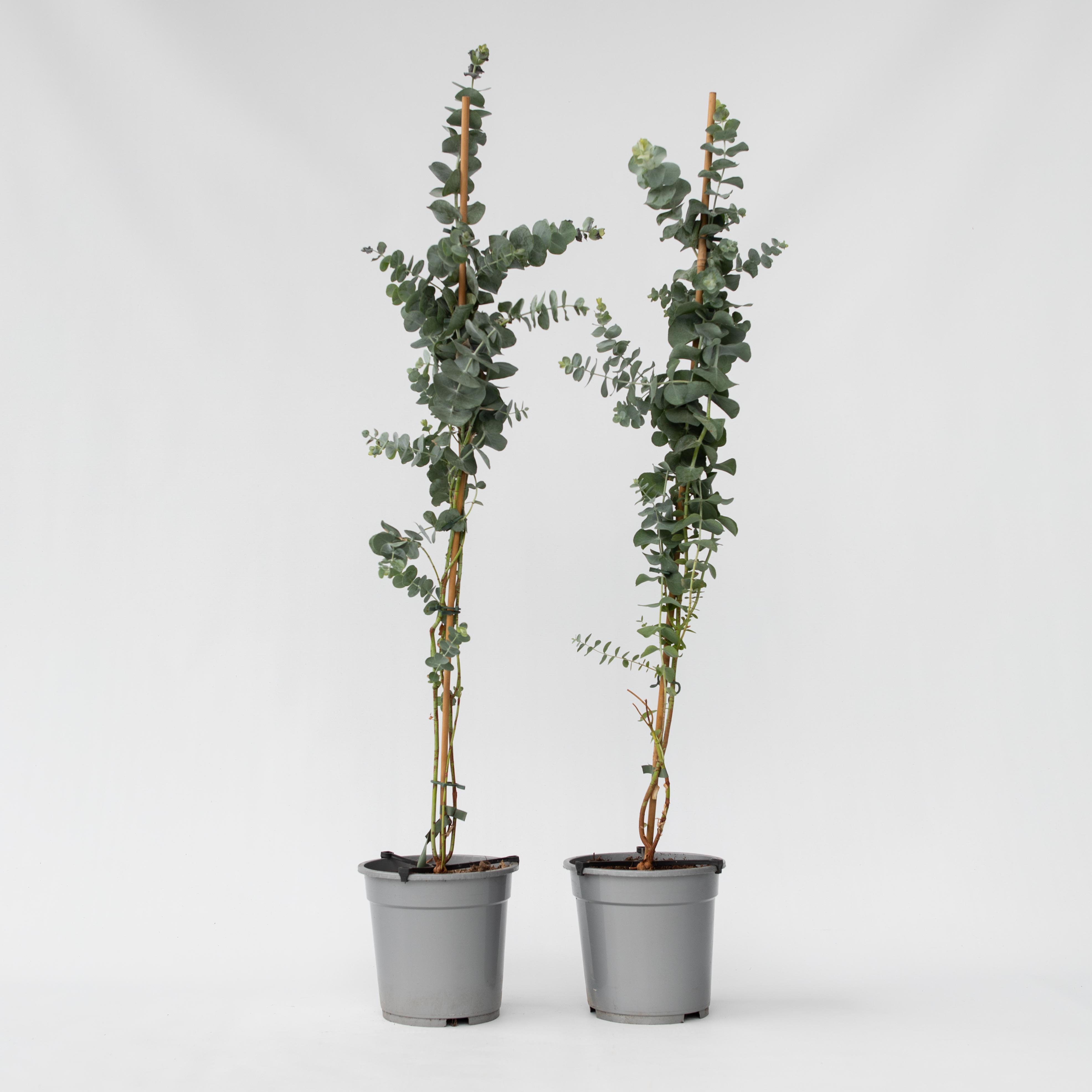 Plant in a Box - Eukalyptus - 2 Stk - Eucalyptus cinerea 'Silver Dollar' - H&ouml;he 90-110cm - Topf 19cm - Bild 1