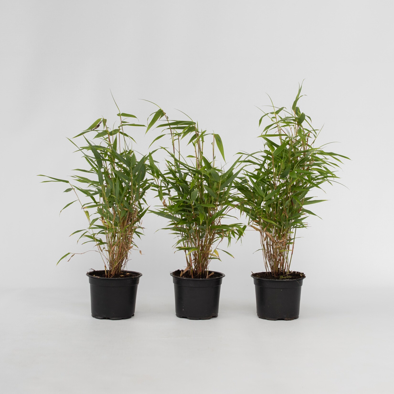 Plant in a Box – Bambus – 3 Stk – Fargesia rufa – Höhe 25-40cm – Topf 13cm | 07442924137142