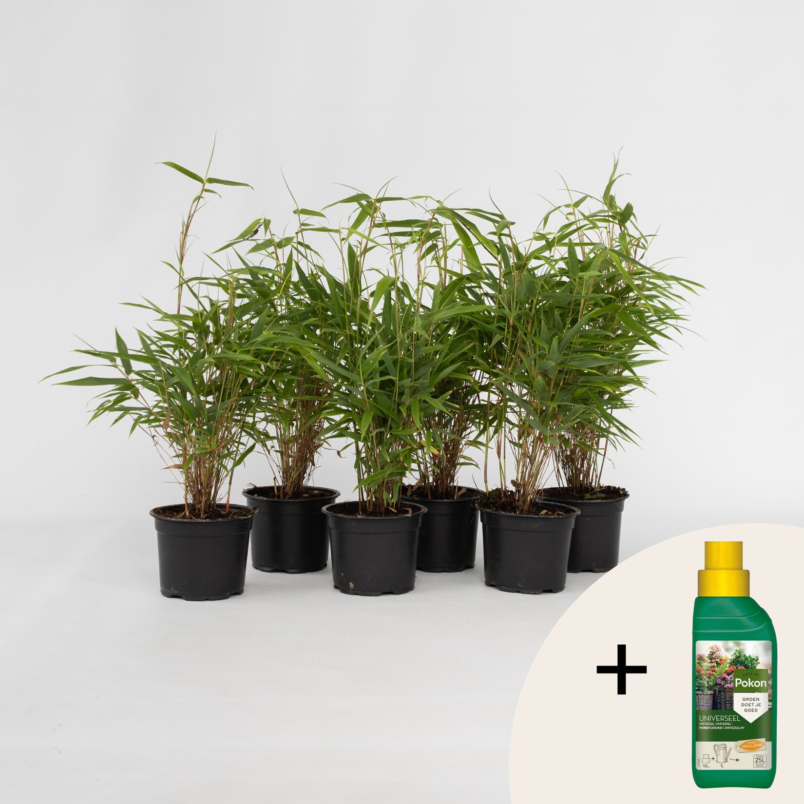 Plant in a Box – Bambus – 6 Stk – Fargesia rufa – Höhe 25-40cm – Topf 13cm | 08721278901791