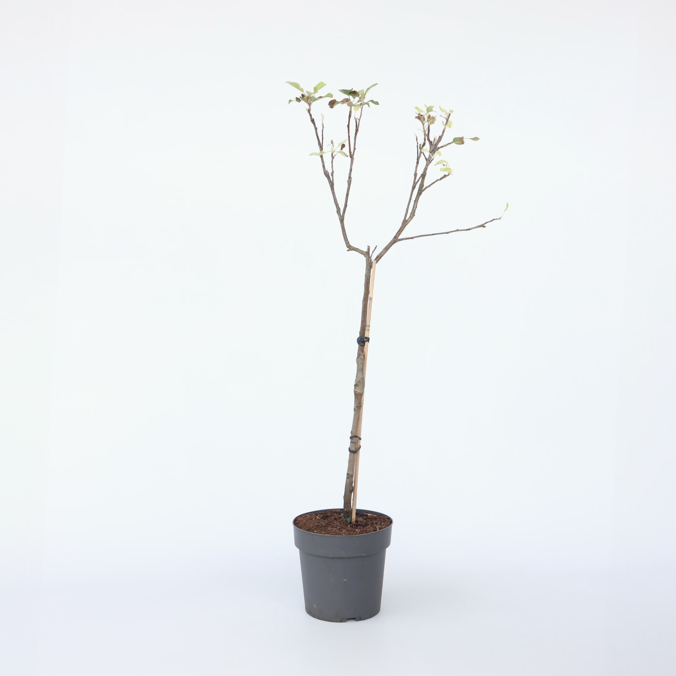 Plant in a Box - Apfelbaum - Malus domestica 'Elstar' - H&ouml;he 90-100cm - Topf 21cm - Bild 1