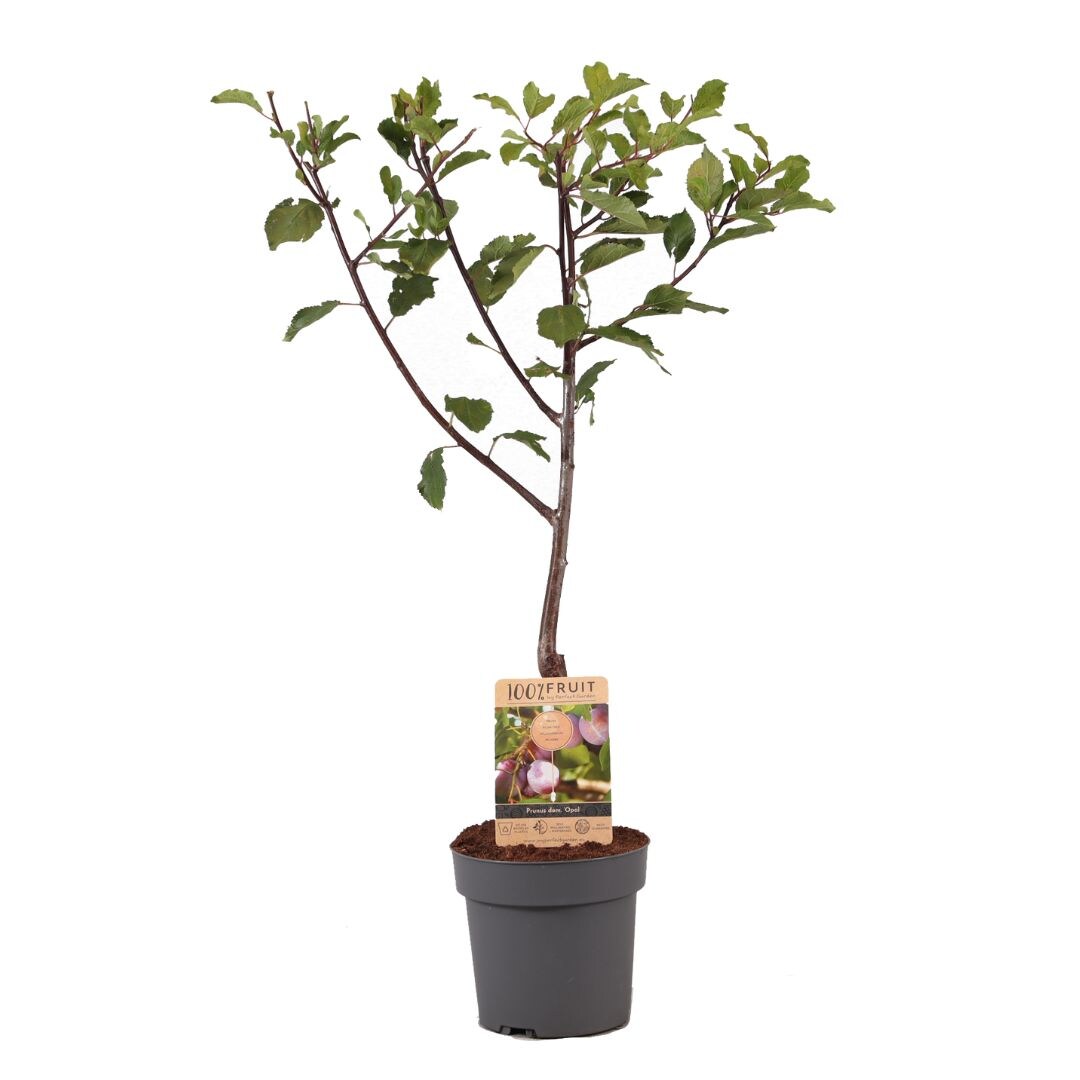 Plant in a Box – Pflaumenbaum – Prunus domestica ‚Opal‘ – Höhe 90-100cm – Topf 21cm | 07428475512157