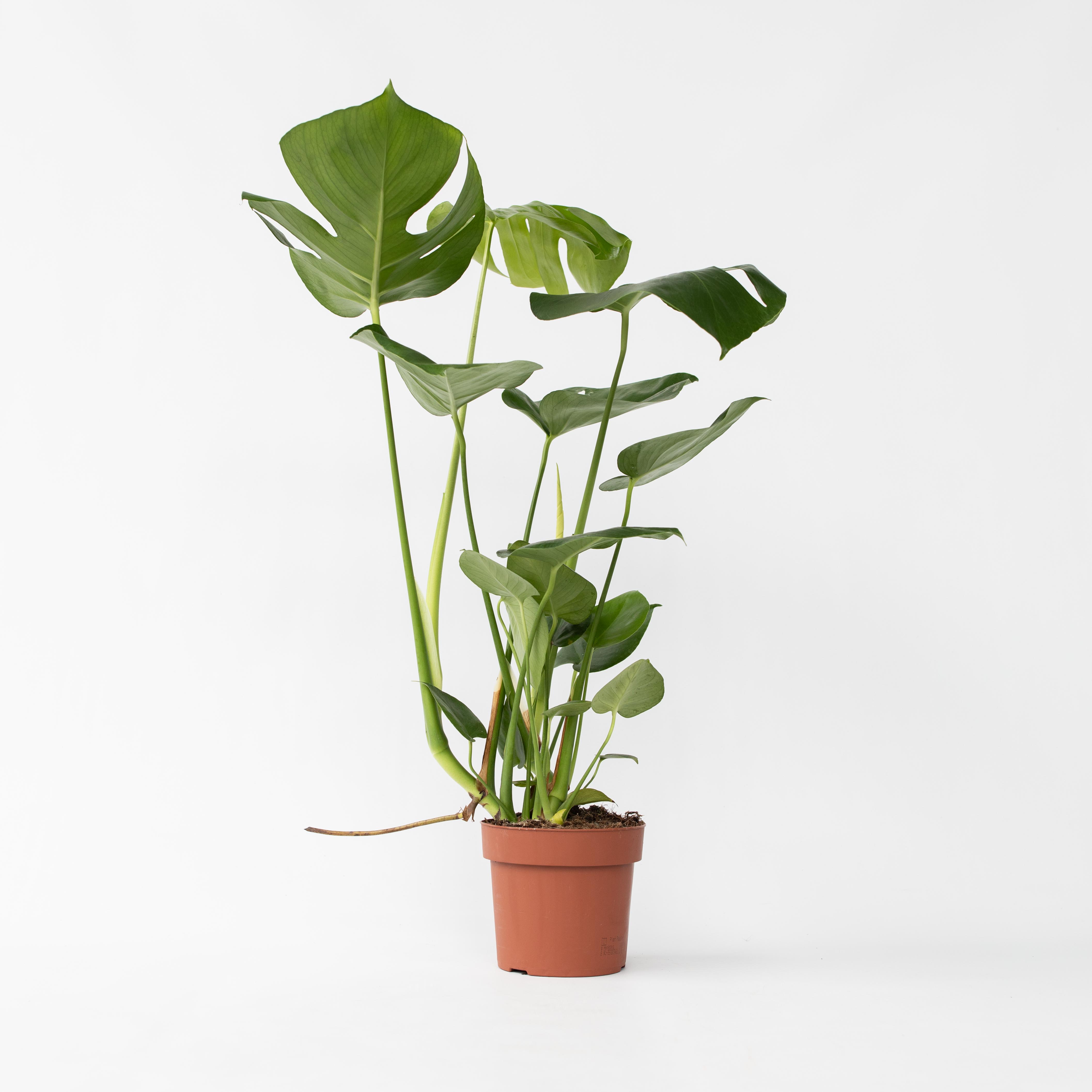 Plant in a Box - Fensterblatt - Monstera deliciosa - H&ouml;he 50-60cm - Topf 17cm - Bild 1