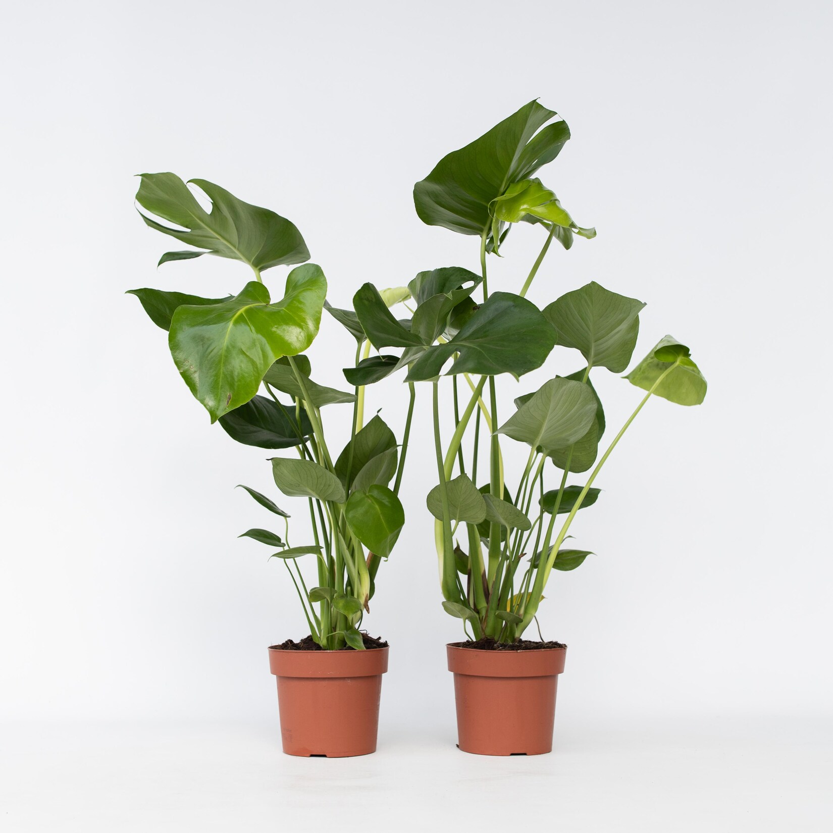 Plant in a Box – Fensterblatt – 2 Stk – Monstera deliciosa – Höhe 50-60cm – Topf 17cm | 07428474137696