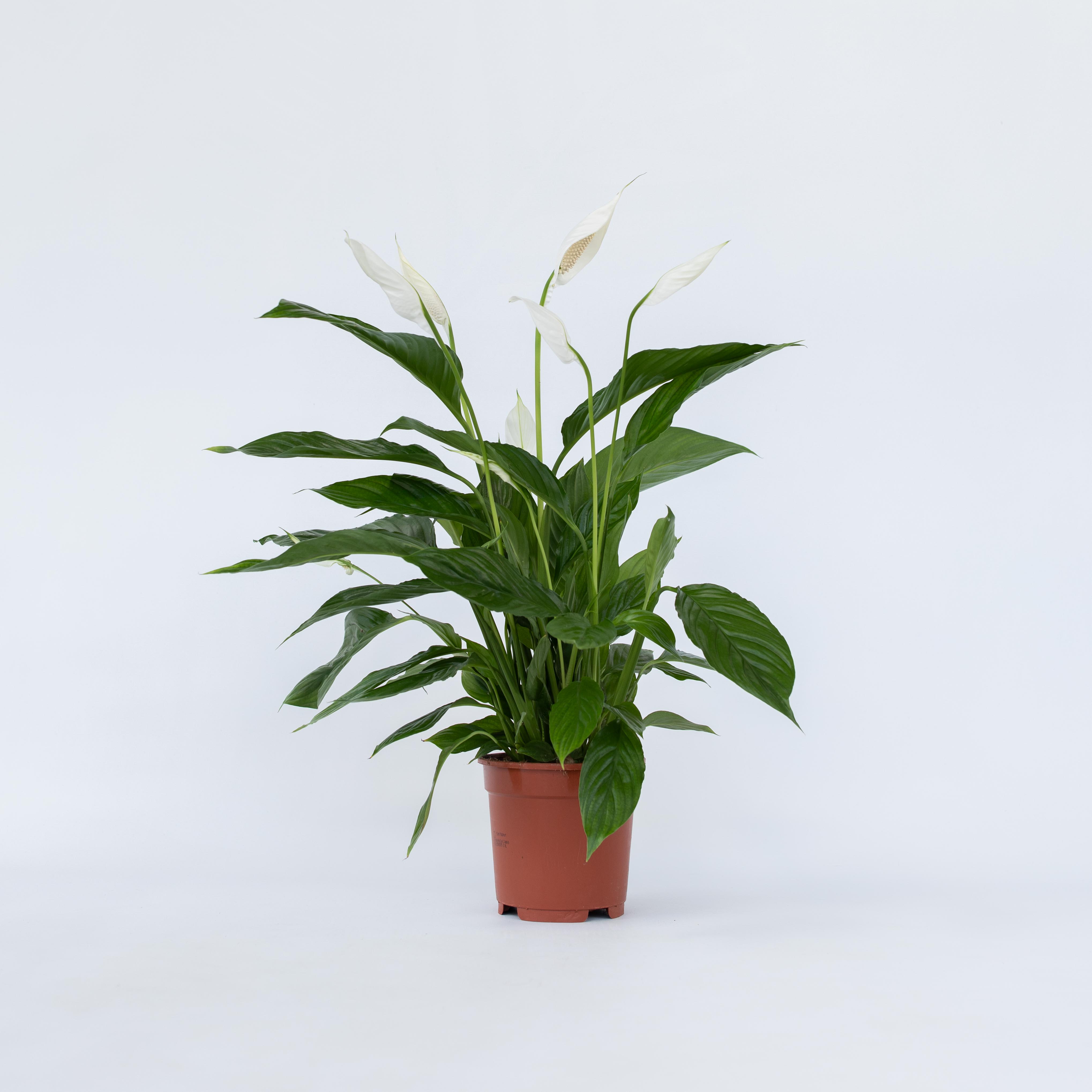 Plant in a Box - Friedenslilie - Einblatt - Spathiphyllum 'Lima' - H&ouml;he 60-75cm - Topf 17cm - Bild 1
