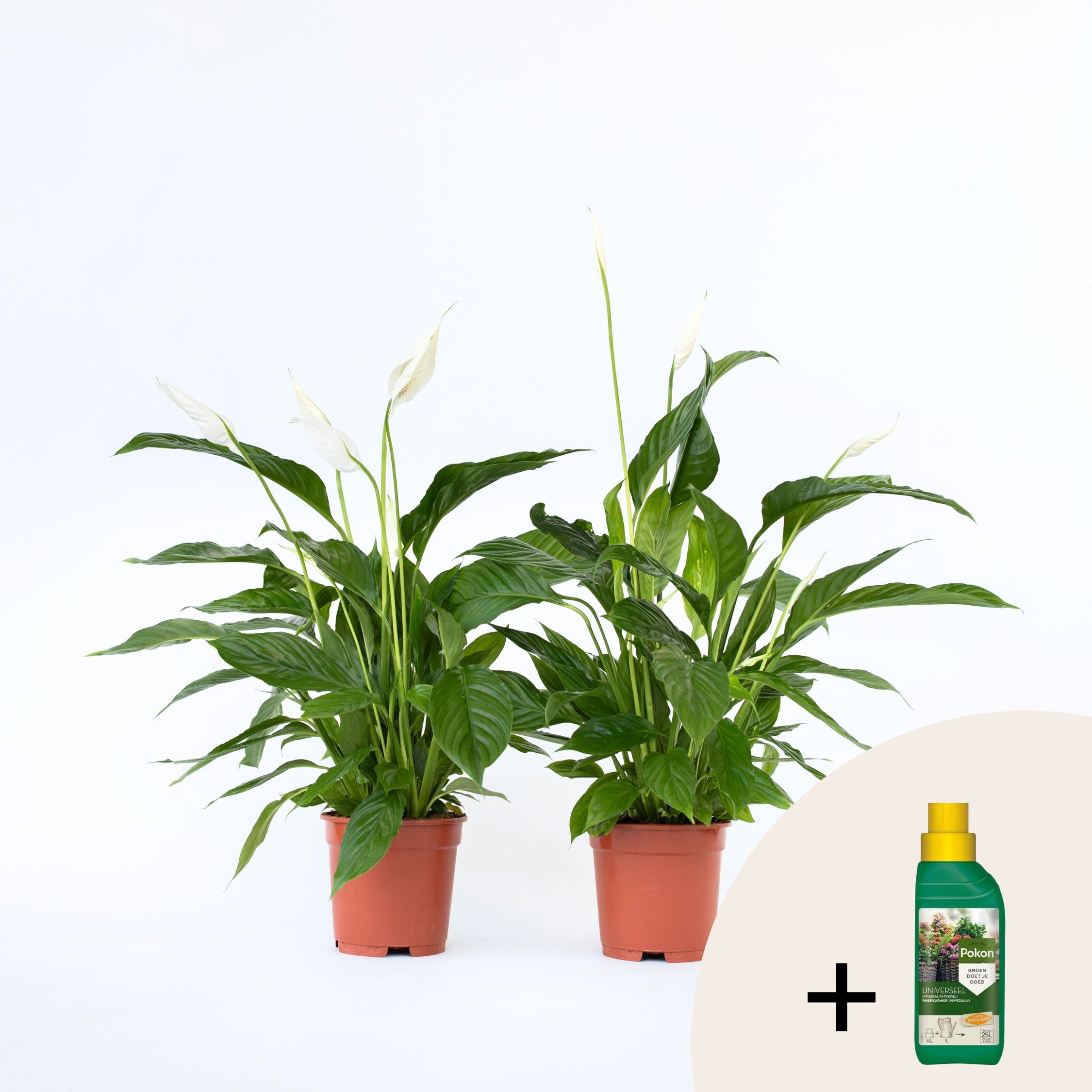 Plant in a Box - Friedenslilie - Einblatt - 2 Stk - Spathiphyllum 'Lima' - H&ouml;he 60-75cm - Topf 17cm - Bild 1