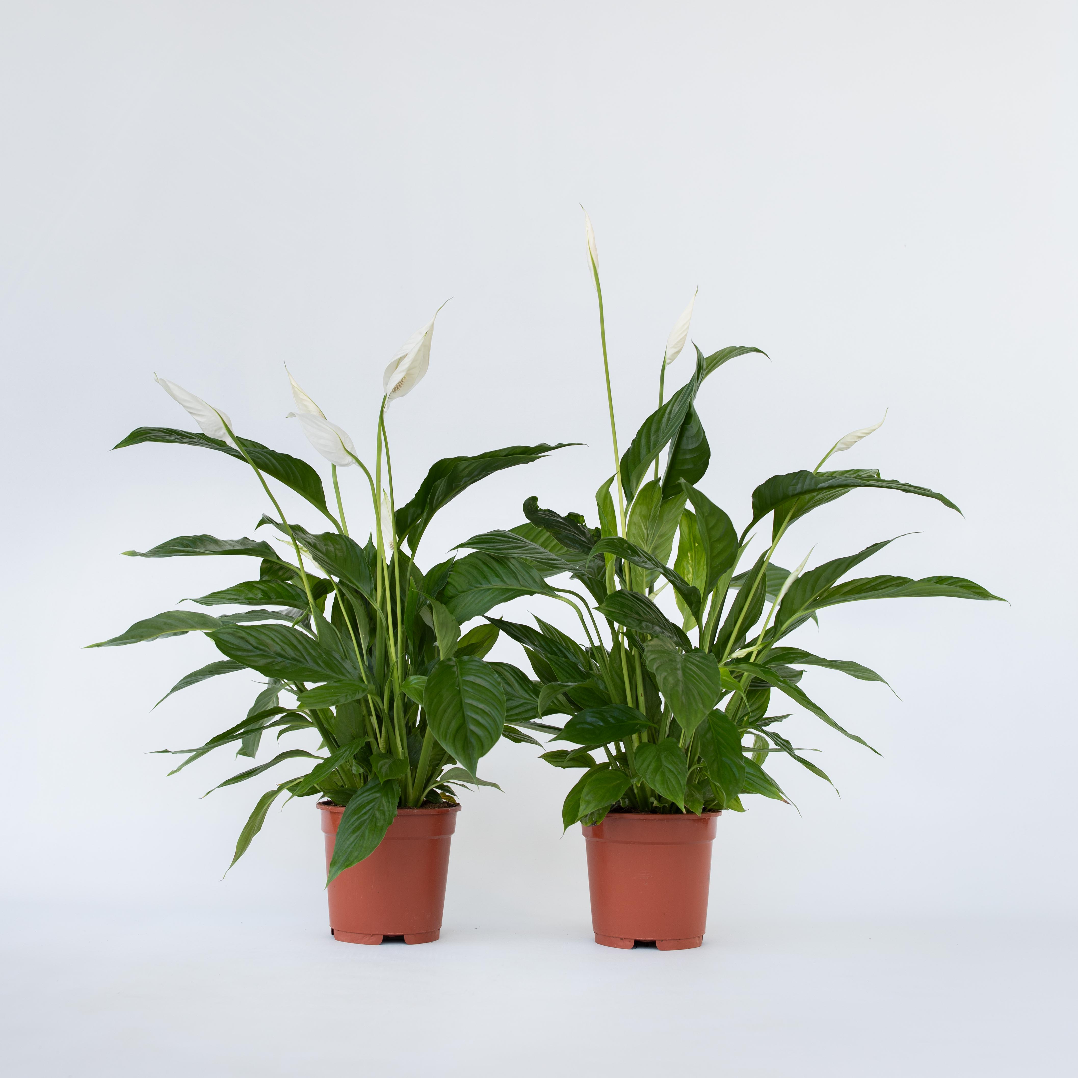 Plant in a Box - Friedenslilie - Einblatt - 2 Stk - Spathiphyllum 'Lima' - H&ouml;he 60-75cm - Topf 17cm - Bild 1