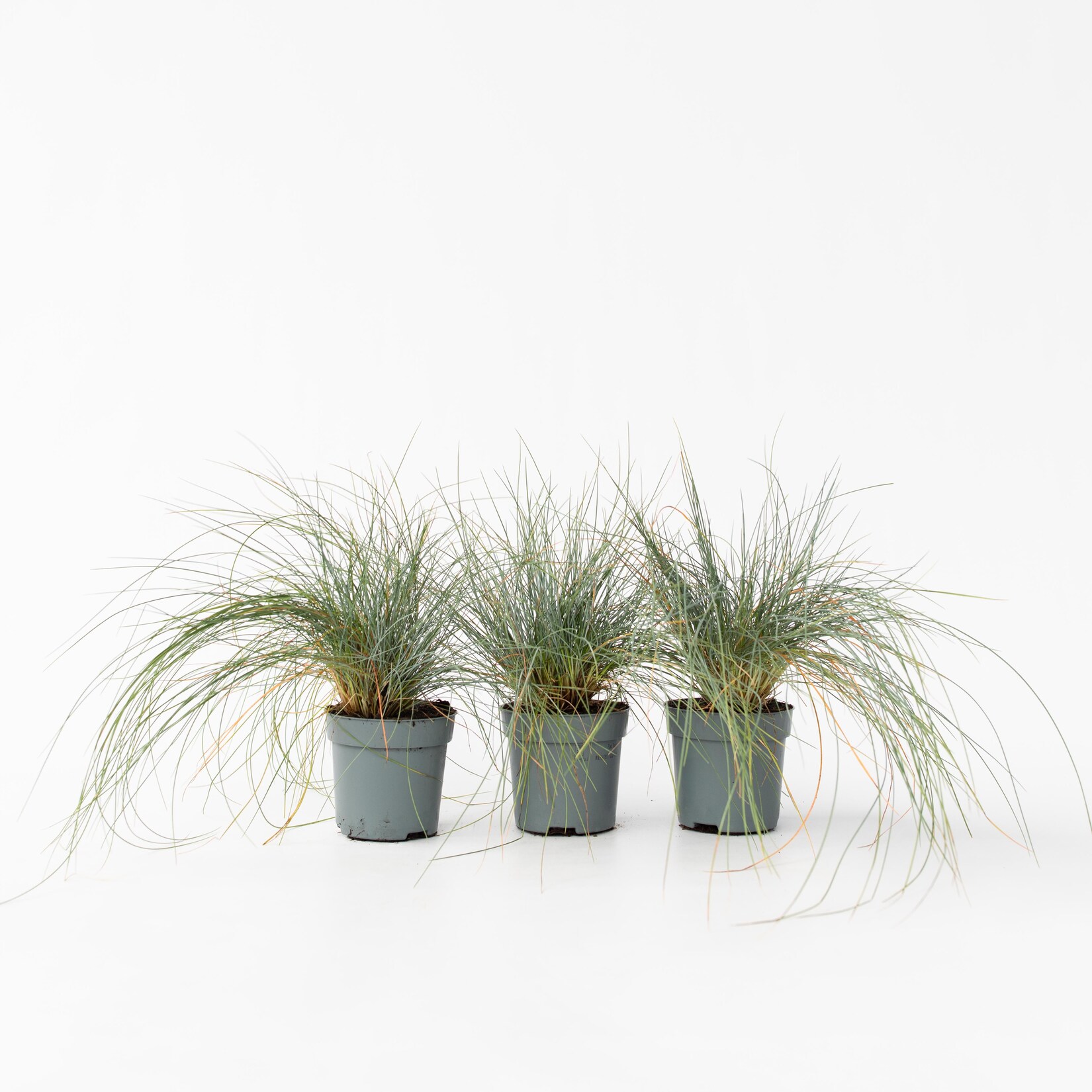 Plant in a Box – Blaugrünes Schwingel – 9 Stk – Festuca glauca Elijah Blue – Höhe 10-15cm – Topf 9cm | 07428474734772