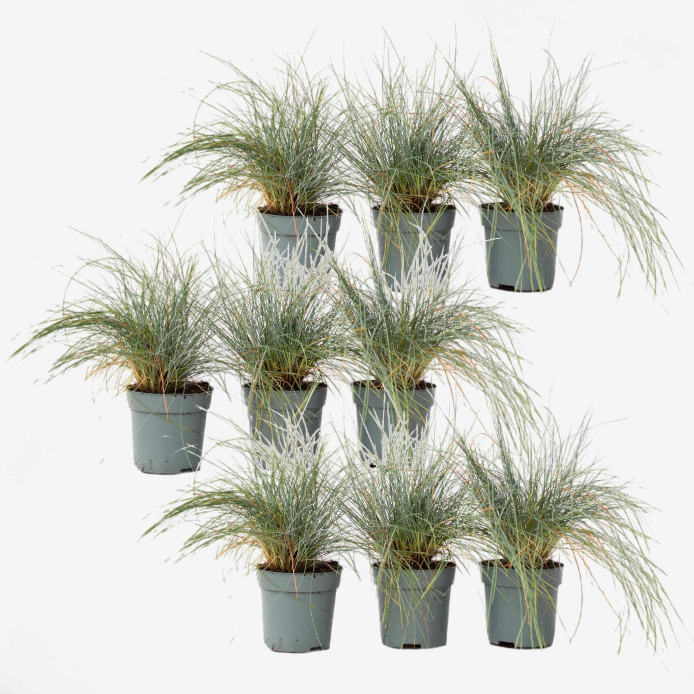Plant in a Box - Blaugr&uuml;nes Schwingel - 18 Stk - Festuca glauca Elijah Blue - H&ouml;he 10-15cm - Topf 9cm - Bild 1