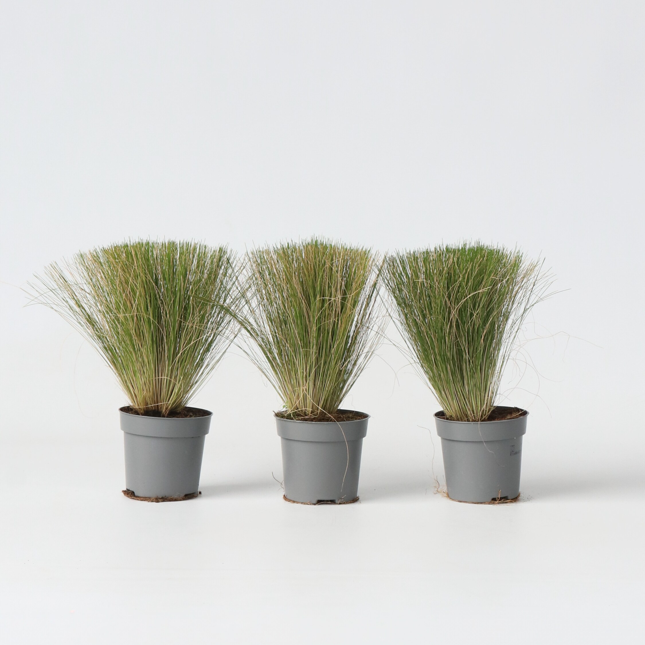 Plant in a Box - Federgras - 3 Stk - Stipa tenuifolia 'Pony Tails' - H&ouml;he 20-30cm - Topf 9cm - Bild 1