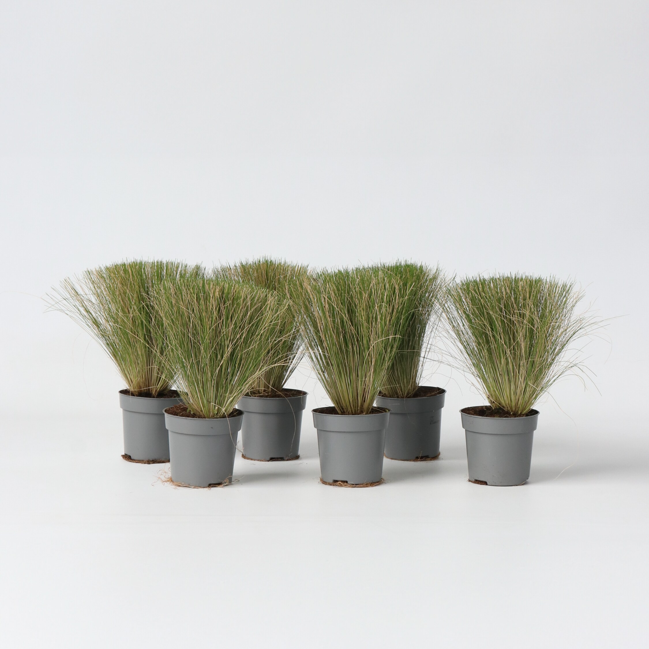Plant in a Box - Federgras - 6 Stk - Stipa tenuifolia 'Pony Tails' - H&ouml;he 20-30cm - Topf 9cm - Bild 1