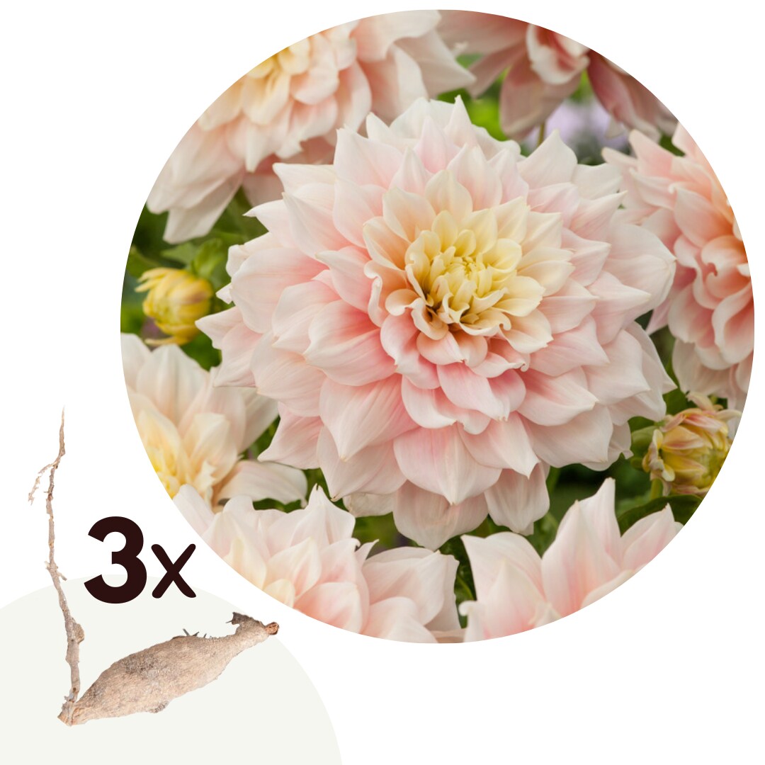 Plant in a Box – Dahlien – 3er Set – Dahlia ‚Break Out‘ – Dahlienknollen – Rosa Blüten | 07428477487996