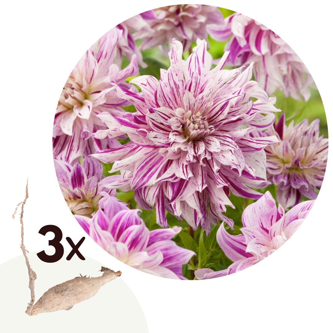 Plant in a Box – Dahlien – 3er Set – Dahlia ‚Bristol Stripe‘ – Dahlienknollen – Rosa,Weiße Blüten | 07428476871376