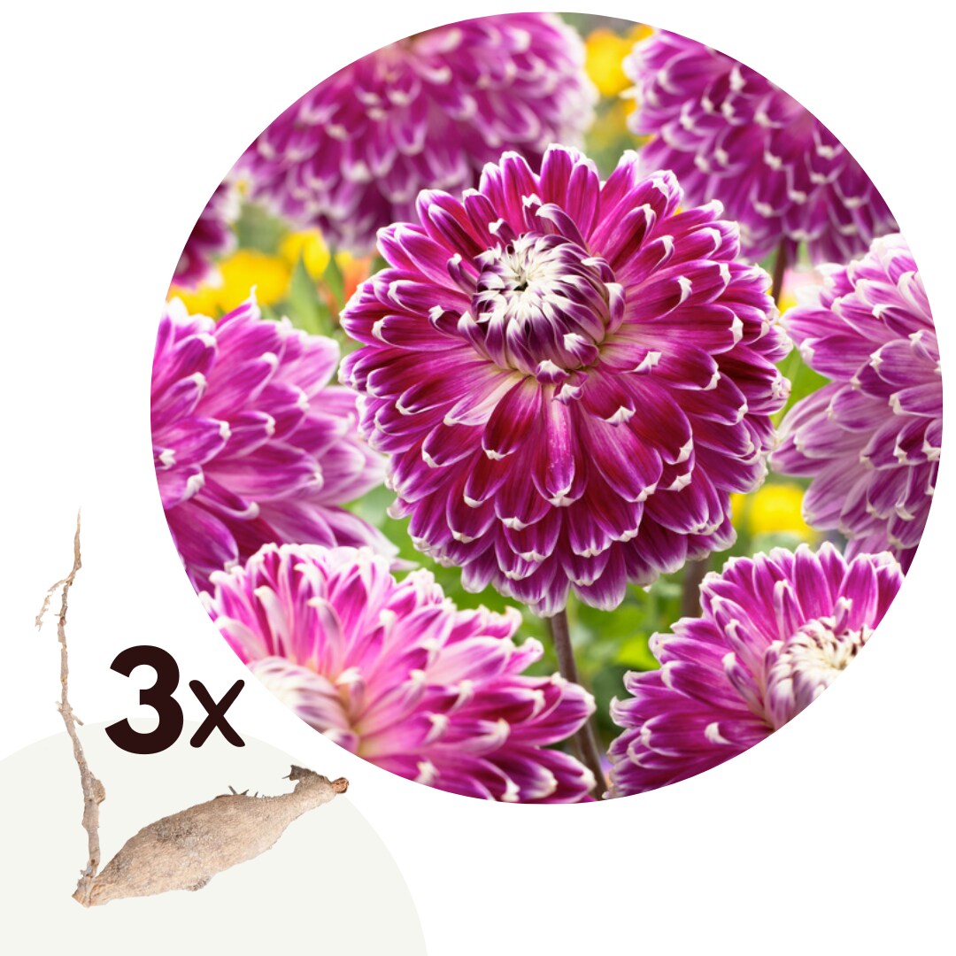 Plant in a Box – Dahlien – 3er Set – Dahlia ‚Vancouver‘ – Dahlienknollen – Rosa und Weiße Blüten | 07428470551519