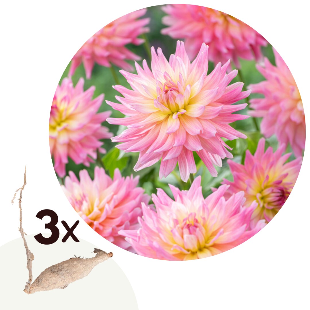Plant in a Box – Dahlien – 3er Set – Dahlia ‚Melody Gipsy‘ – Dahlienknollen – Gelbe, Rosa Blüten | 07428478326690