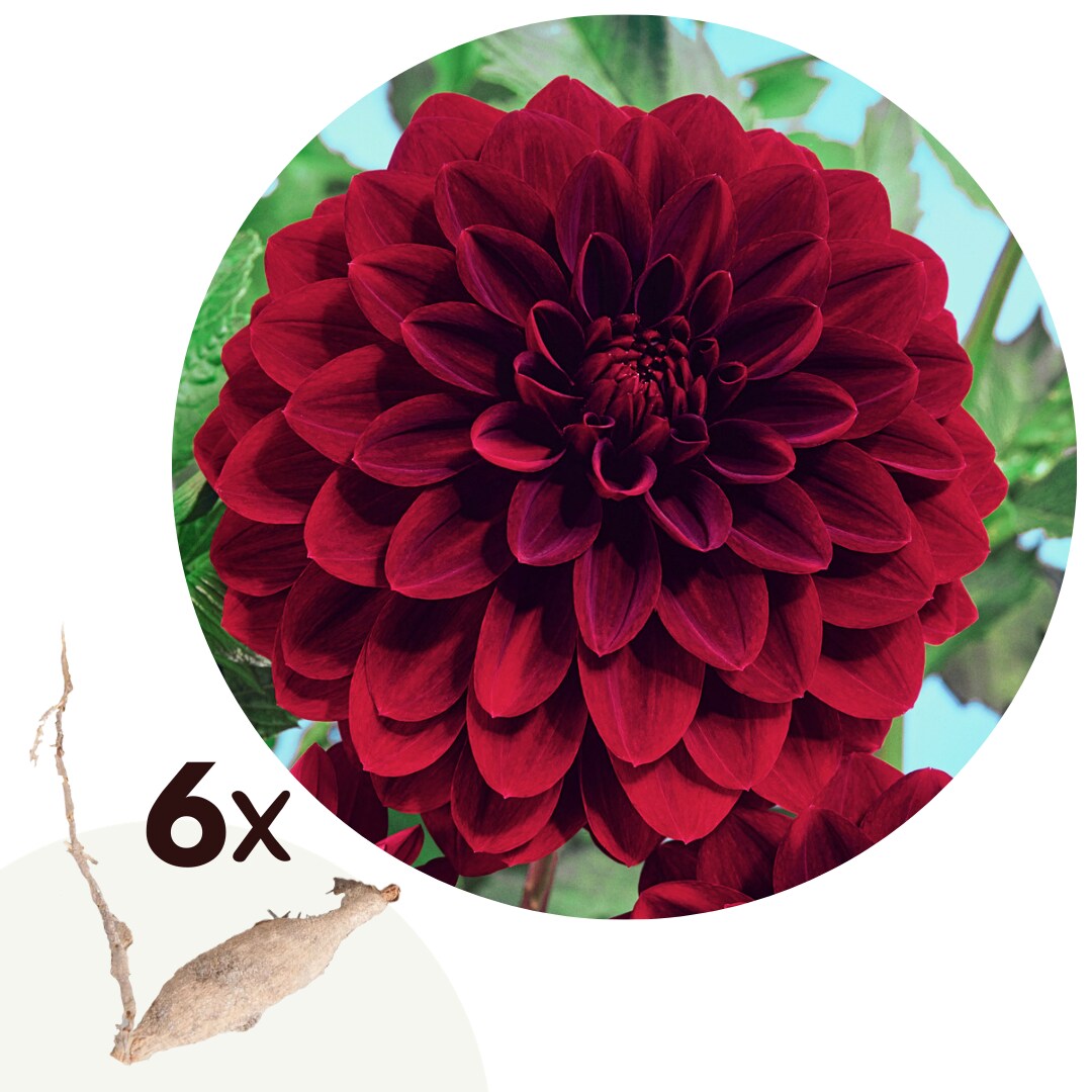 Plant in a Box – Dahlien – 6er Set – Dahlia ‚Arabian Night‘ – Dahlienknollen – Dunkelrote Blüten | 06097249182141