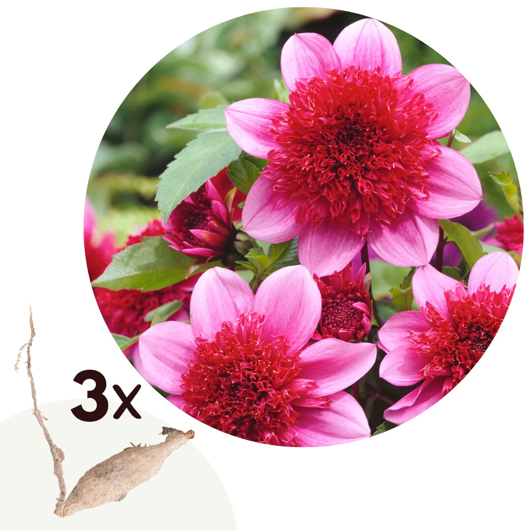 Plant in a Box – Dahlien – 3er Set – Dahlia ‚Blue Bayou‘ – Dahlienknollen | 06097224020079