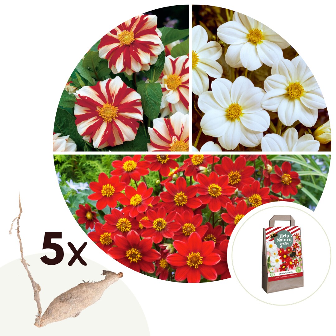 Plant in a Box – Dahlien – 5er Set – Dahlia ‚Sunset Mix‘ – Dahlienknollen – Rote und Weiße Blüten | 06097241242201