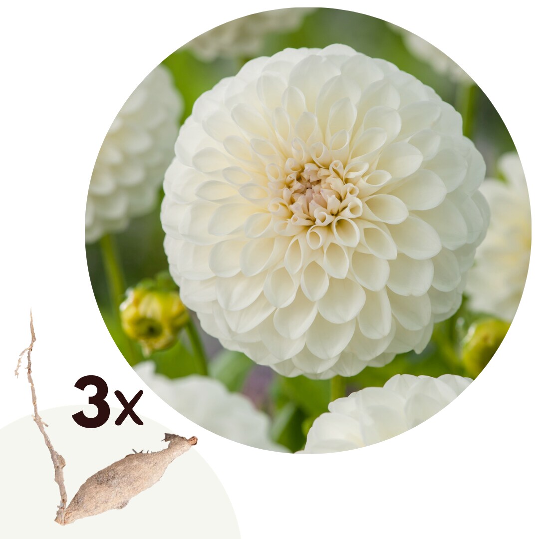 Plant in a Box – Dahlien – 3er Set – Dahlia ‚Boom Boom White‘ – Dahlienknollen – Weiße Blüten | 06097242266282