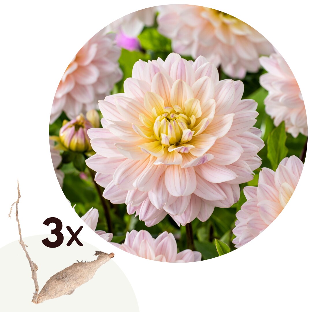 Plant in a Box – Dahlien – 3er Set – Dahlia ‚Diana’s Memory‘ – Dahlienknollen – Gelbe,Rosa Blüten | 06097222430405