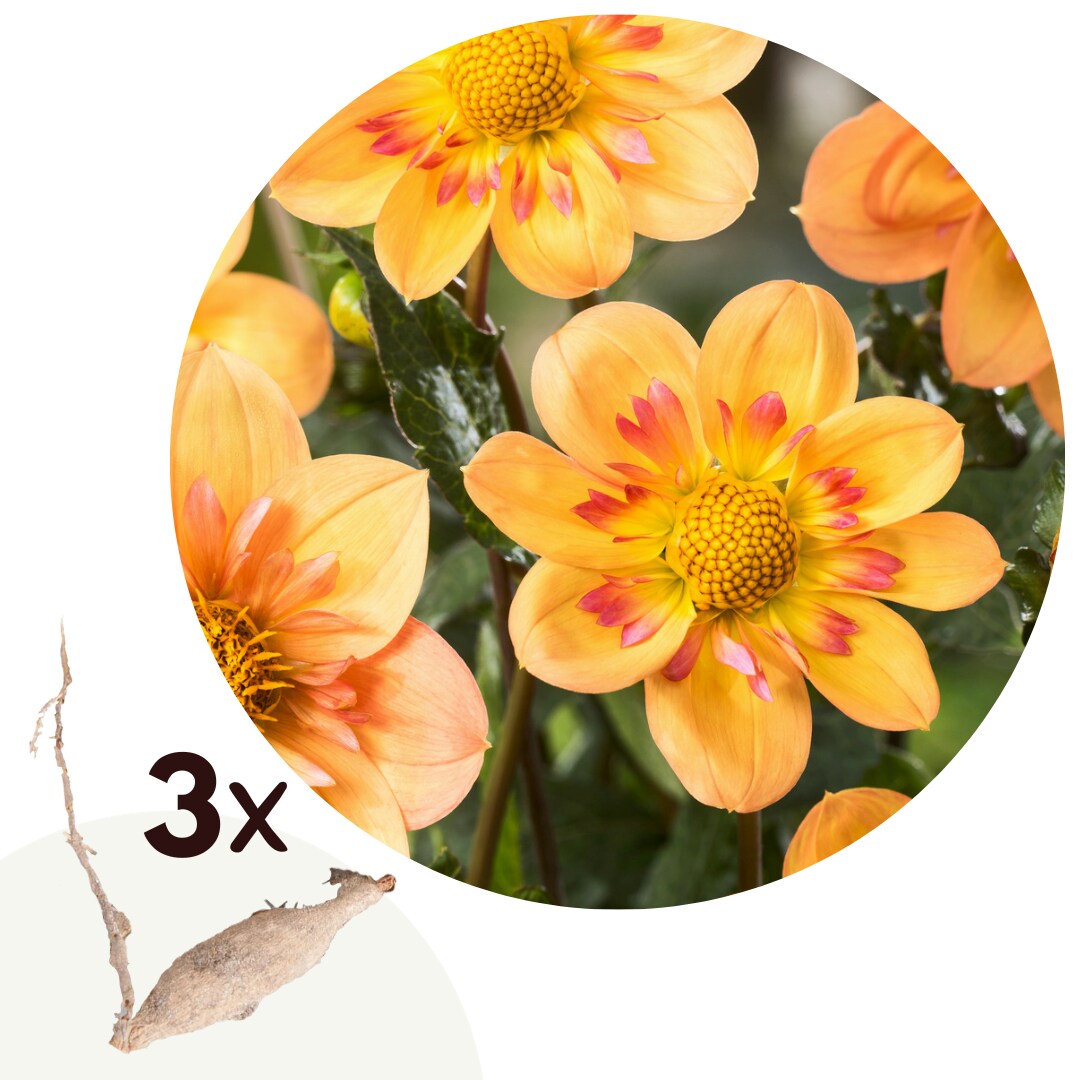 Plant in a Box – Dahlien – 3er Set – Dahlia ‚Kelsey Annie Joy‘ – Dahlienknollen – Mehrfarbig | 06097226623636