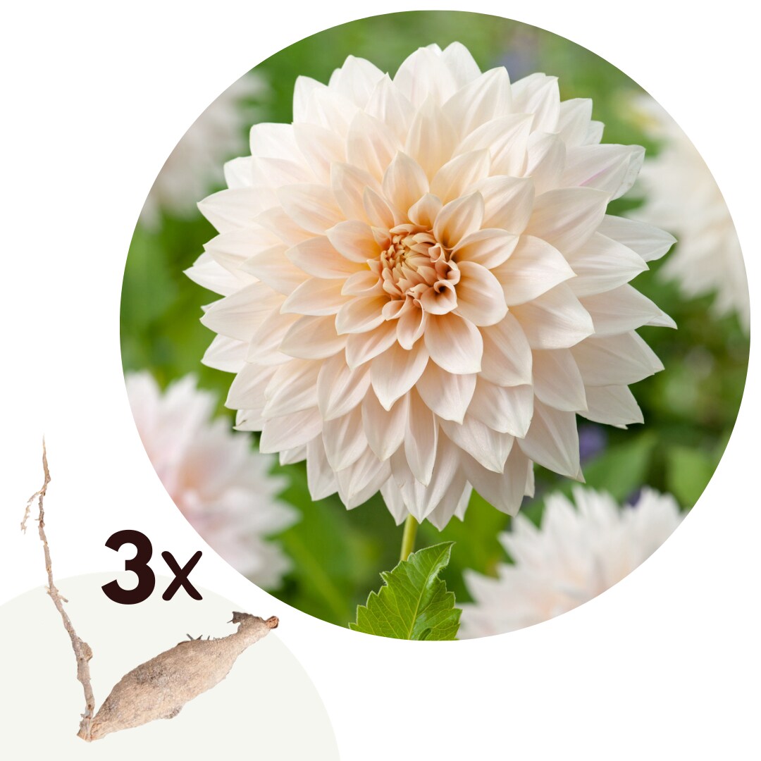 Plant in a Box – Dahlien – 3er Set – Dahlia ‚Café au Lait‘ – Dahlienknollen – Mehrfarbige Blüten | 06097242445434