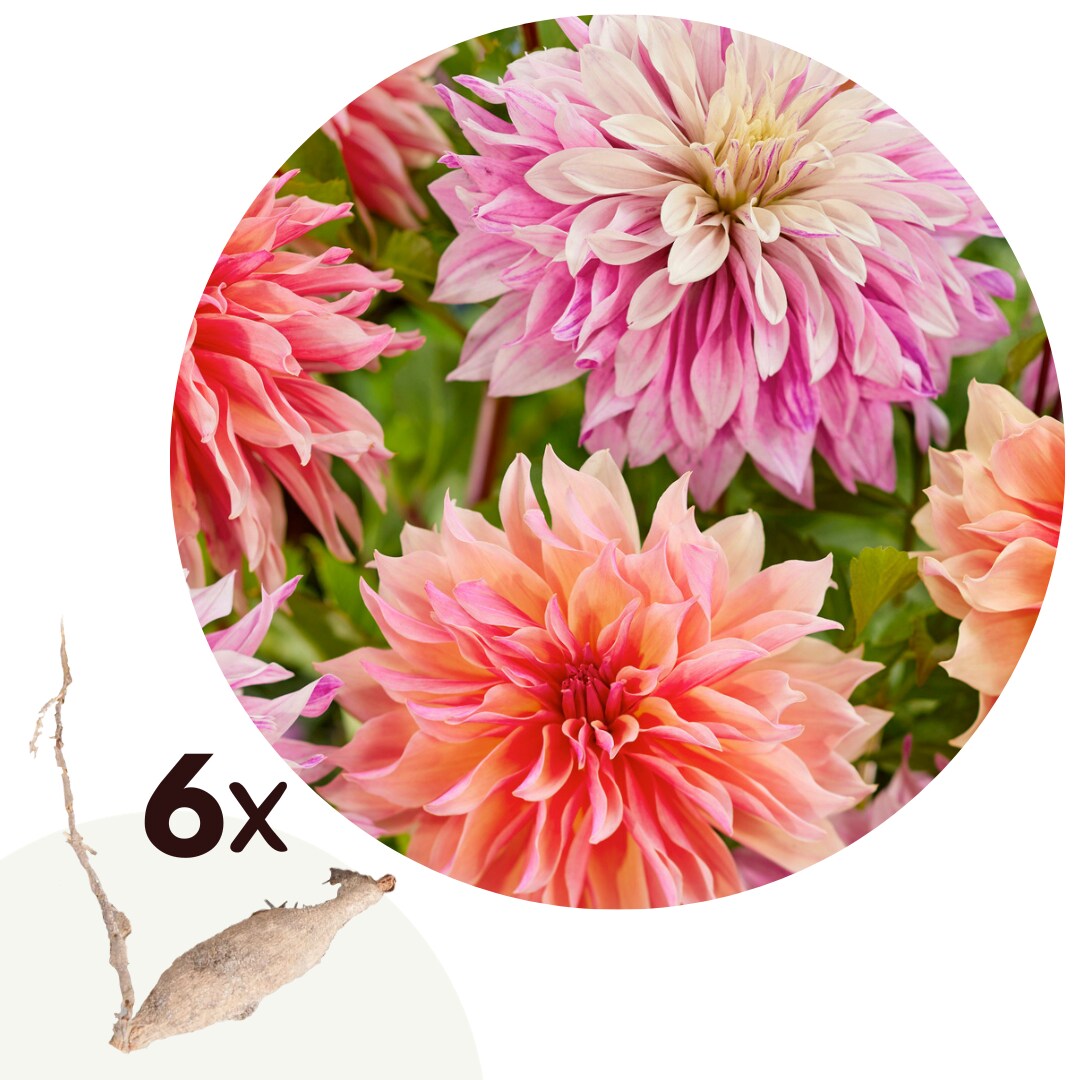 Plant in a Box – Dahlien – 6er Set – Dahlia ‚Labyrinth‘, ‚Labyrint Twotone‘ – Dahlienknollen | 06097245495436