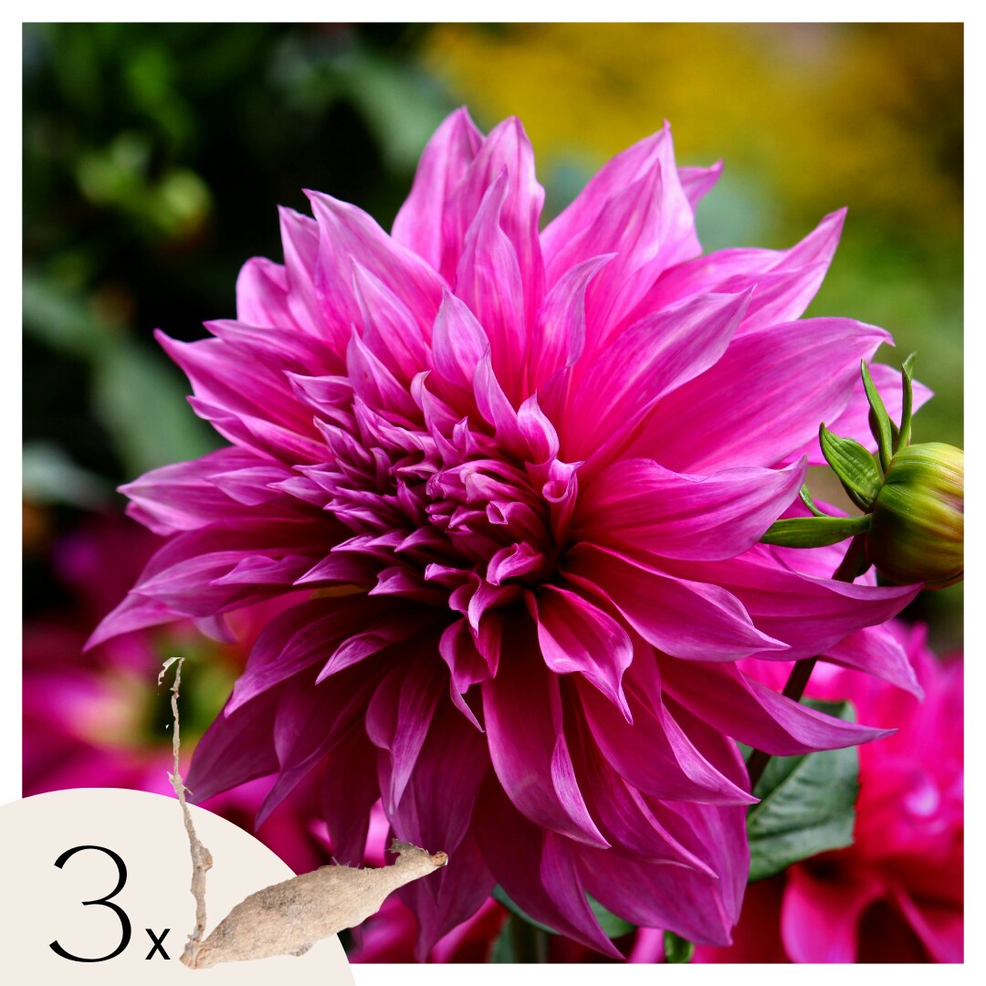 Plant in a Box – Dahlien – 3er Set – Dahlia ‚Café au lait Rosé‘ – Dahlienknollen – Rosa Blüten | 08721278900060