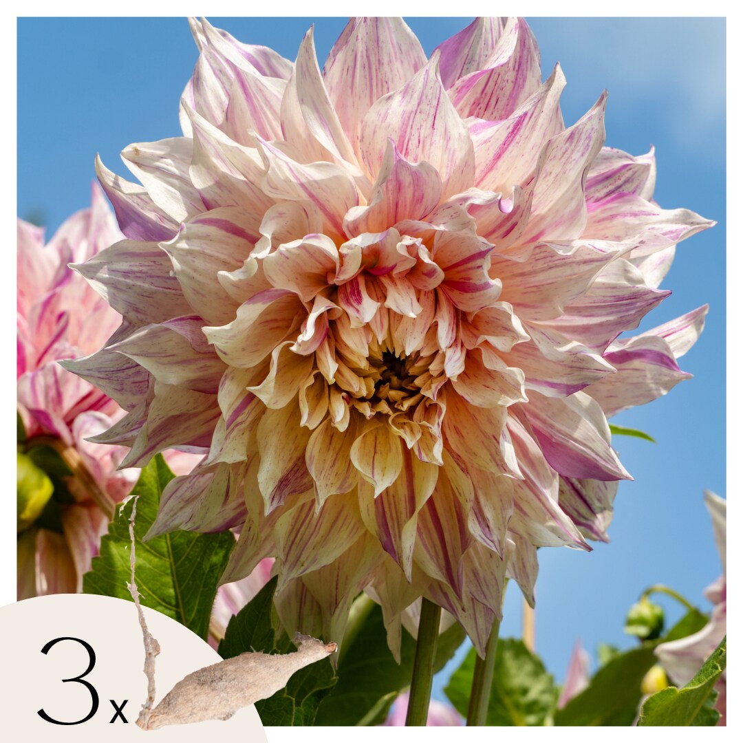 Plant in a Box – Dahlien – 3er Set – Dahlia ‚Café au lait Twist‘ – Dahlienknollen – Rosa Blüten | 08721278900084