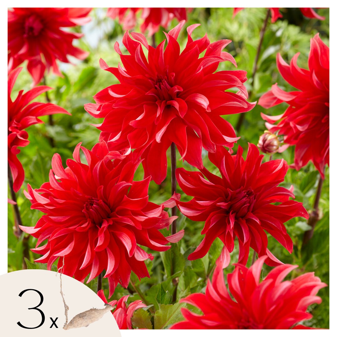 Plant in a Box – Dahlien – 3er Set – Dahlia Labyrinth Red – Dahlienknollen – Rote Blüten | 08721278900145