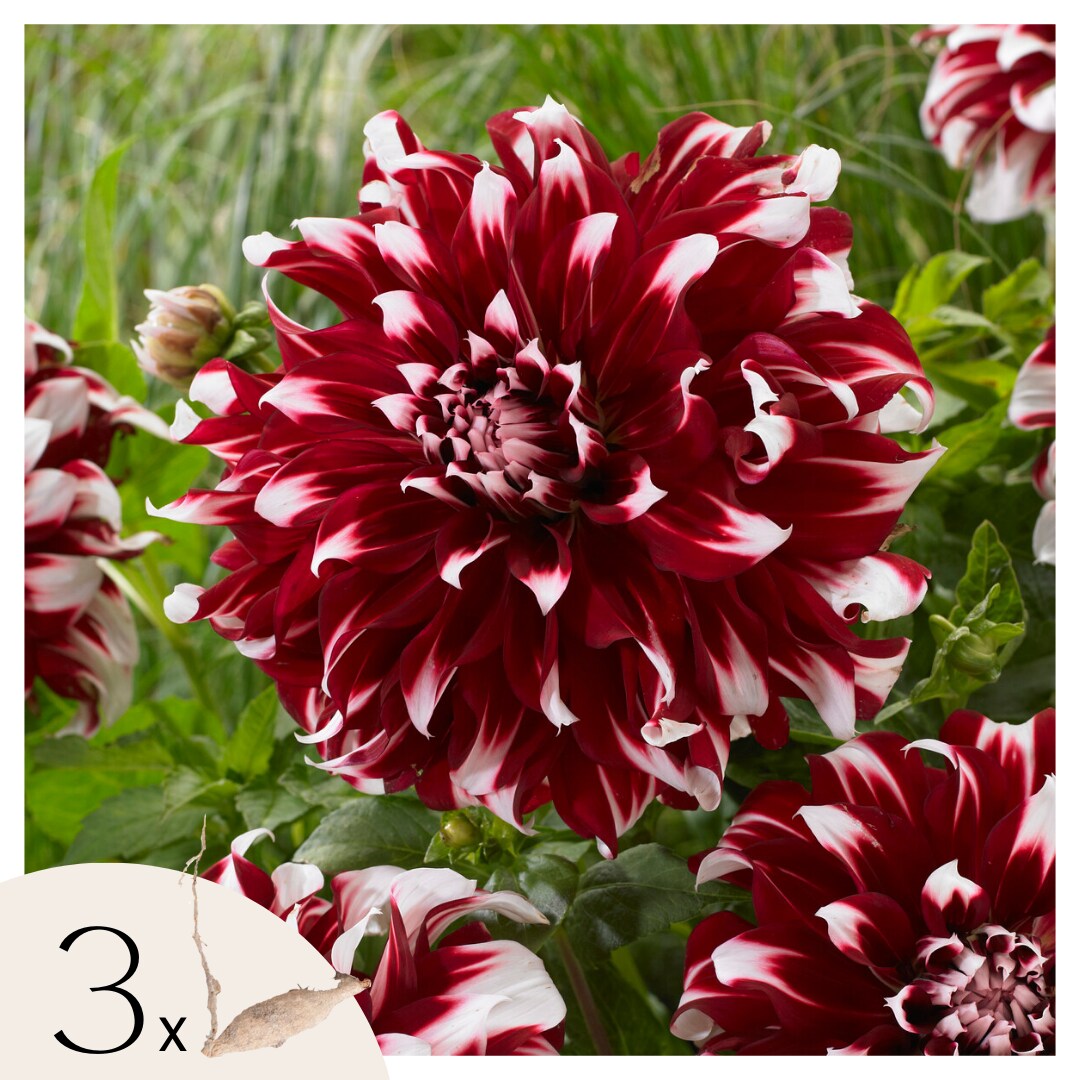 Plant in a Box – Dahlien – 3er Set – Dahlia ‚X-Factor‘ – Dahlienknollen – Rote und Weiße Blüten | 08721278900237