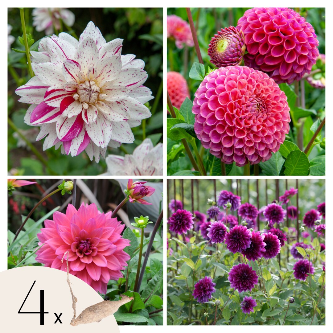 Plant in a Box – Dahlien – 4er Set – Dahlia ‚Bouqet Sunrise‘ – Dahlienknollen – Rosa,Weiße Blüten | 08721278900015