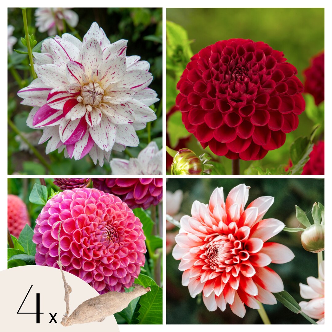 Plant in a Box – Dahlien – 4er Set – Dahlia ‚Bouqet Sunset‘ – Dahlienknollen – Mehrfarbige Blüten | 08721278900022