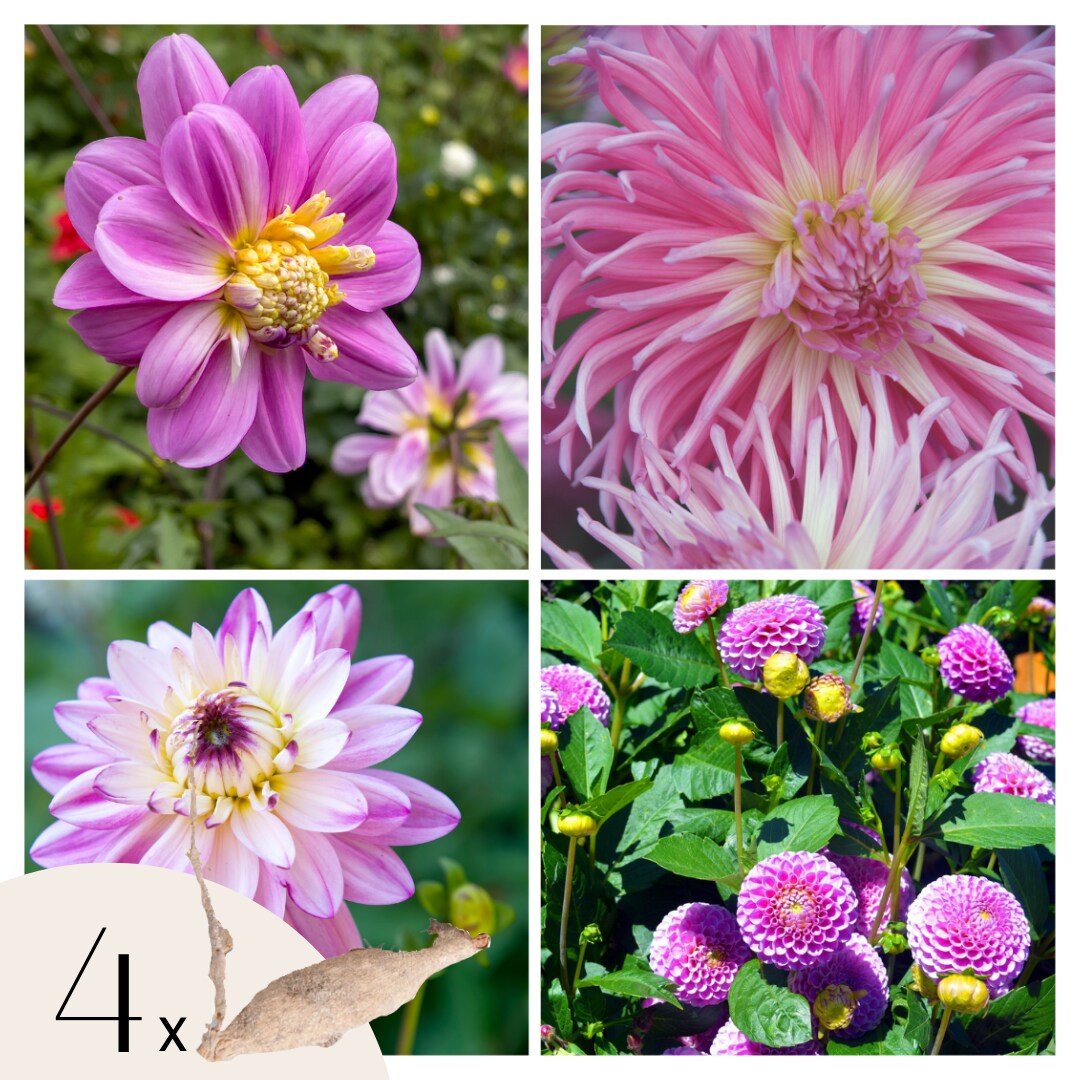 Plant in a Box – Dahlien – 4er Set – Dahlia ‚Pink Love‘ – Dahlienknollen – Rosa Blüten | 08721278900169